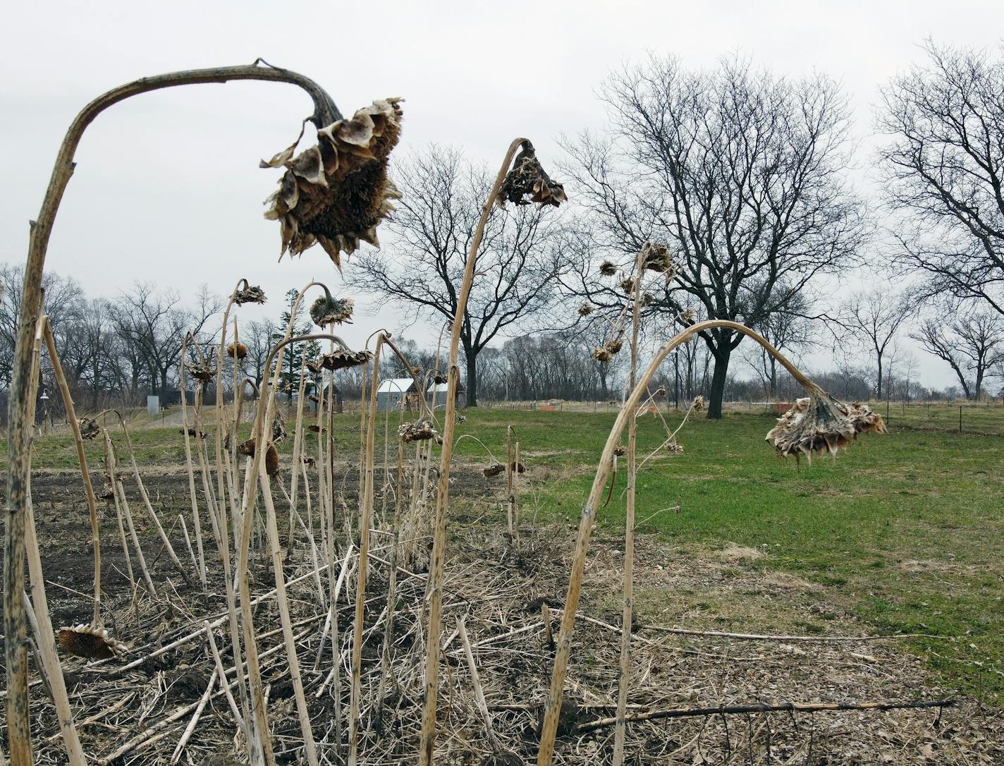 A 5-acre urban farm atop a hill in St. Paul's Frogtown will go fallow this year, another piece of community life postponed by COVID-19. St. Paul's Frogtown Farm has suspended planting for the 2020 growing season. Given that it has supplied more than 10,000 pounds of fresh produce to the area's poorest families over the past two years, the decision hits the surrounding neighborhood hard.] brian.peterson@startribune.com
St. Paul, MN Monday, April 6, 2020