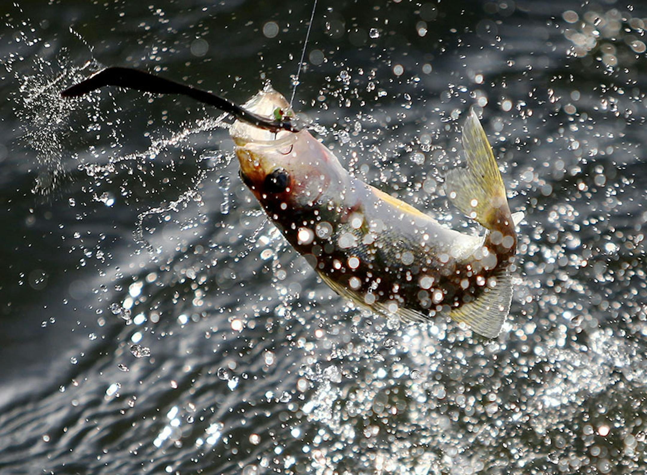 A small walleye is pulled in on the Twin Pines Resort boat Wednesday, July 29, 2015, during an evening excursion on Lake Mille Lacs.