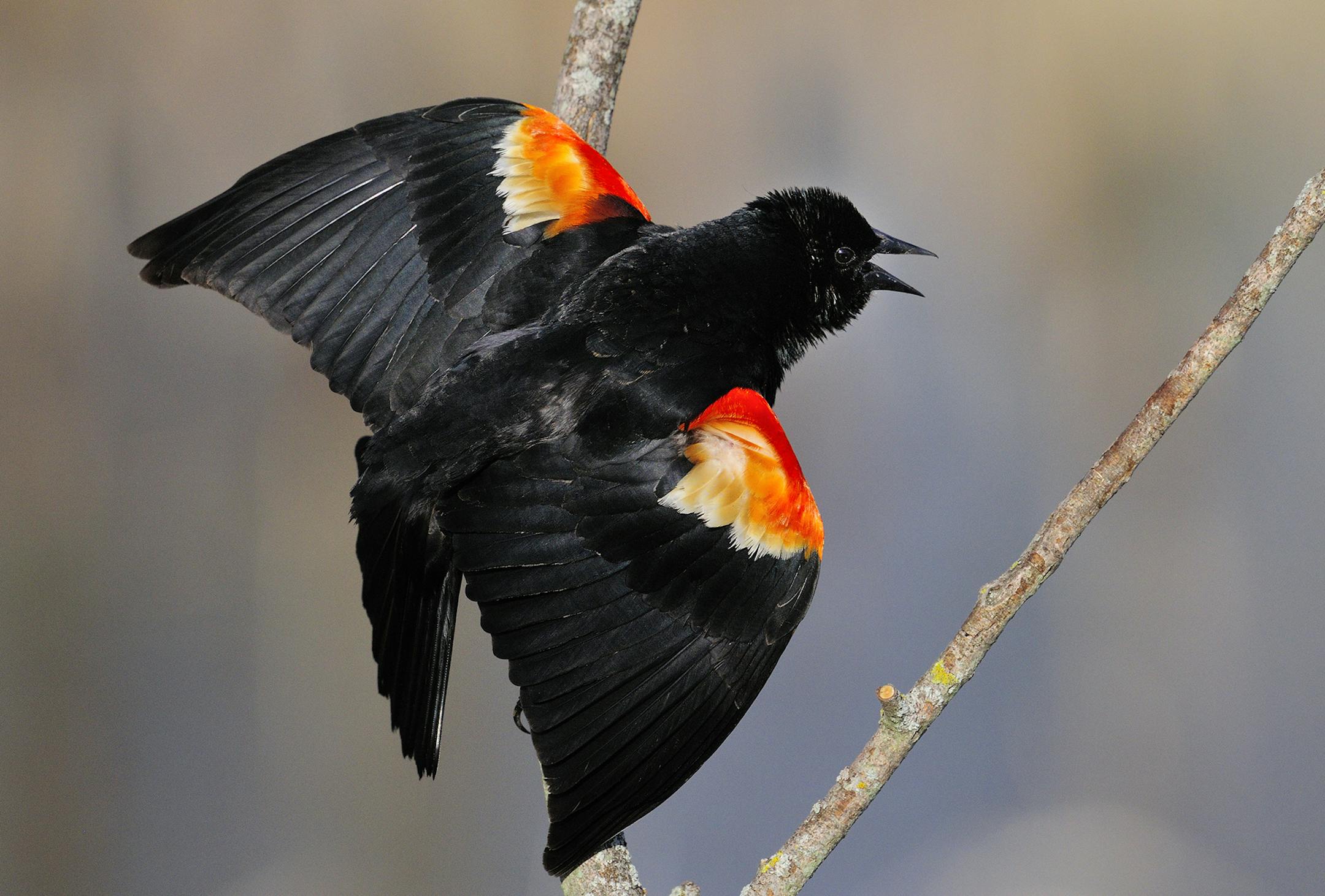 During spring songbirds, like this male red-winged blackbird, will stake out a territory where they vocalize to attract a mate, and to ward off competing males. At the same time, they flash their colorful red shoulder patches, or epaulets.