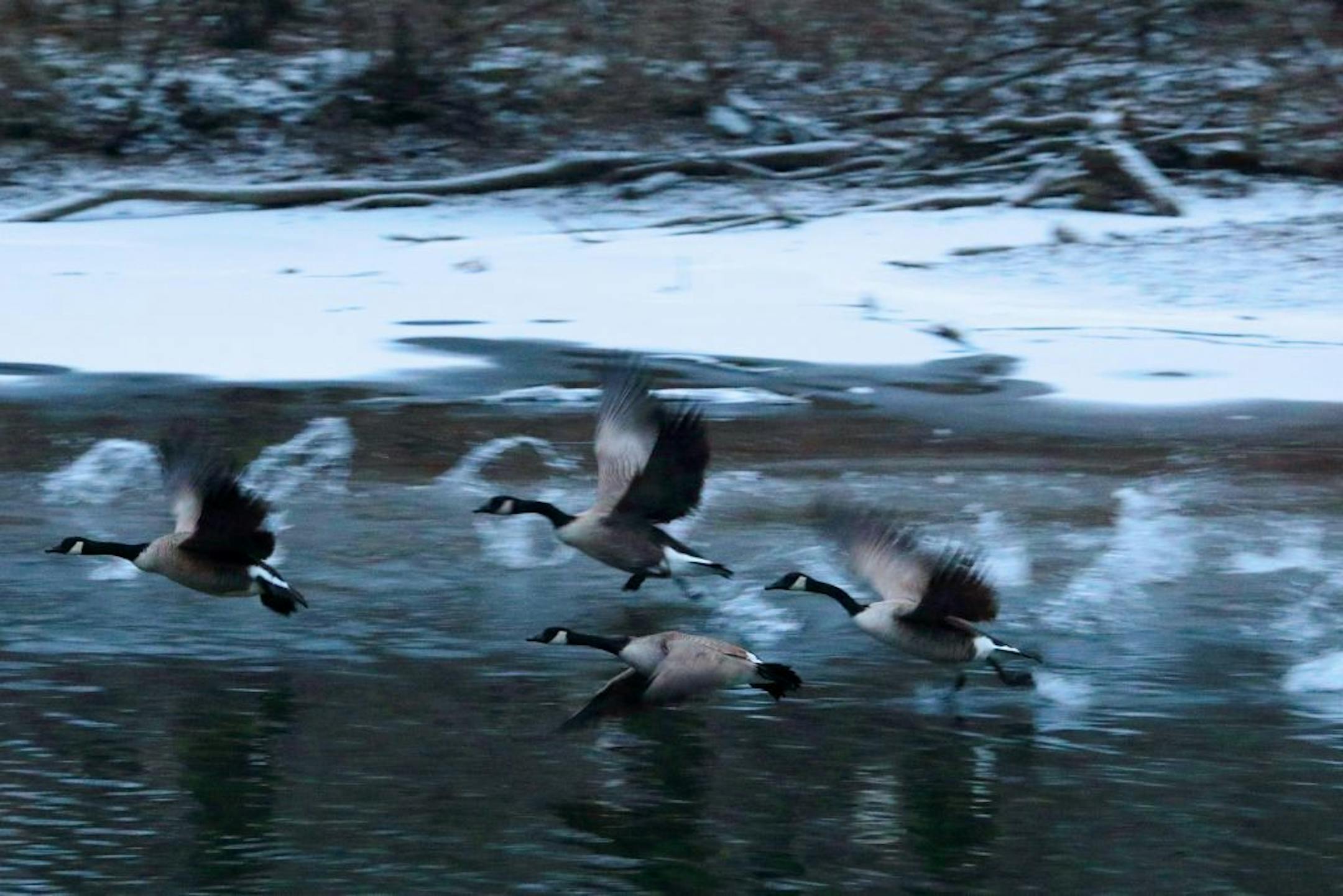 Canada geese take flight along the Kinnickinnic River in Heritage Park.