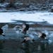 Canada geese take flight along the Kinnickinnic River in Heritage Park.