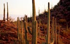 Saguaro National Park near Tucson, Ariz.