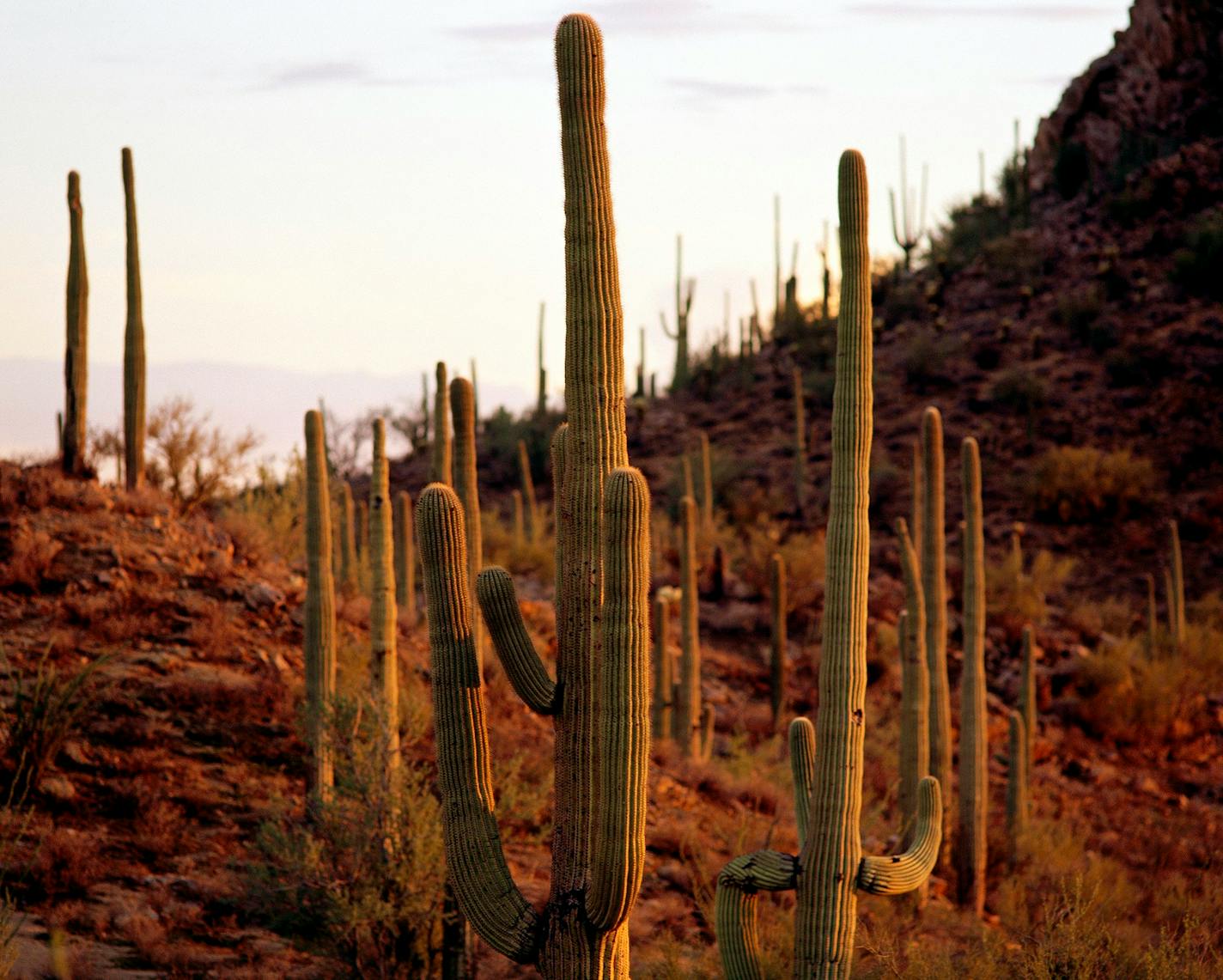 Saguaro National Park near Tucson, Ariz.