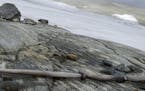 In a photo provided by Espen Finstad/Secretsoftheice.com, a distaff as it was found in the mountain pass, close to the melting ice. Melting ice has re
