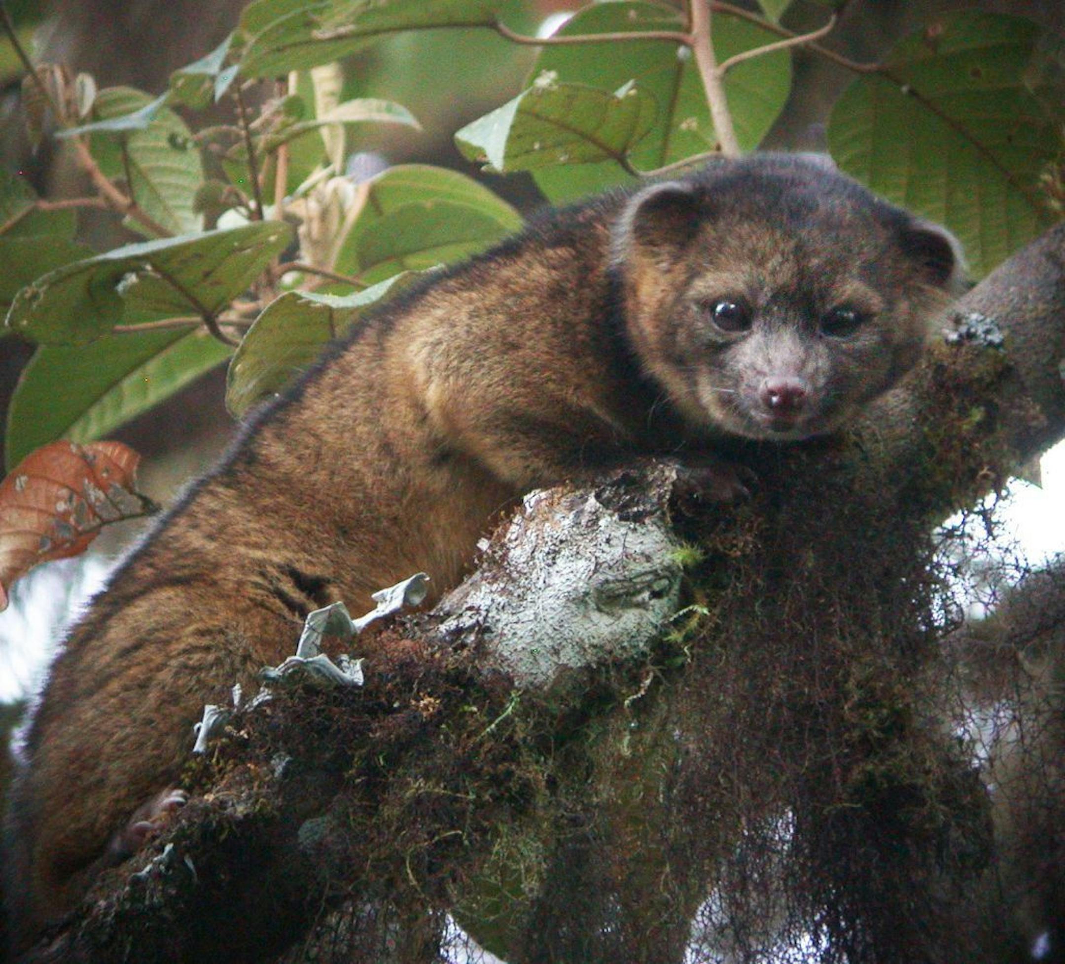 This undated handout photo provided by Mark Gurney shows a olinguito, a newly discovered mammal.
