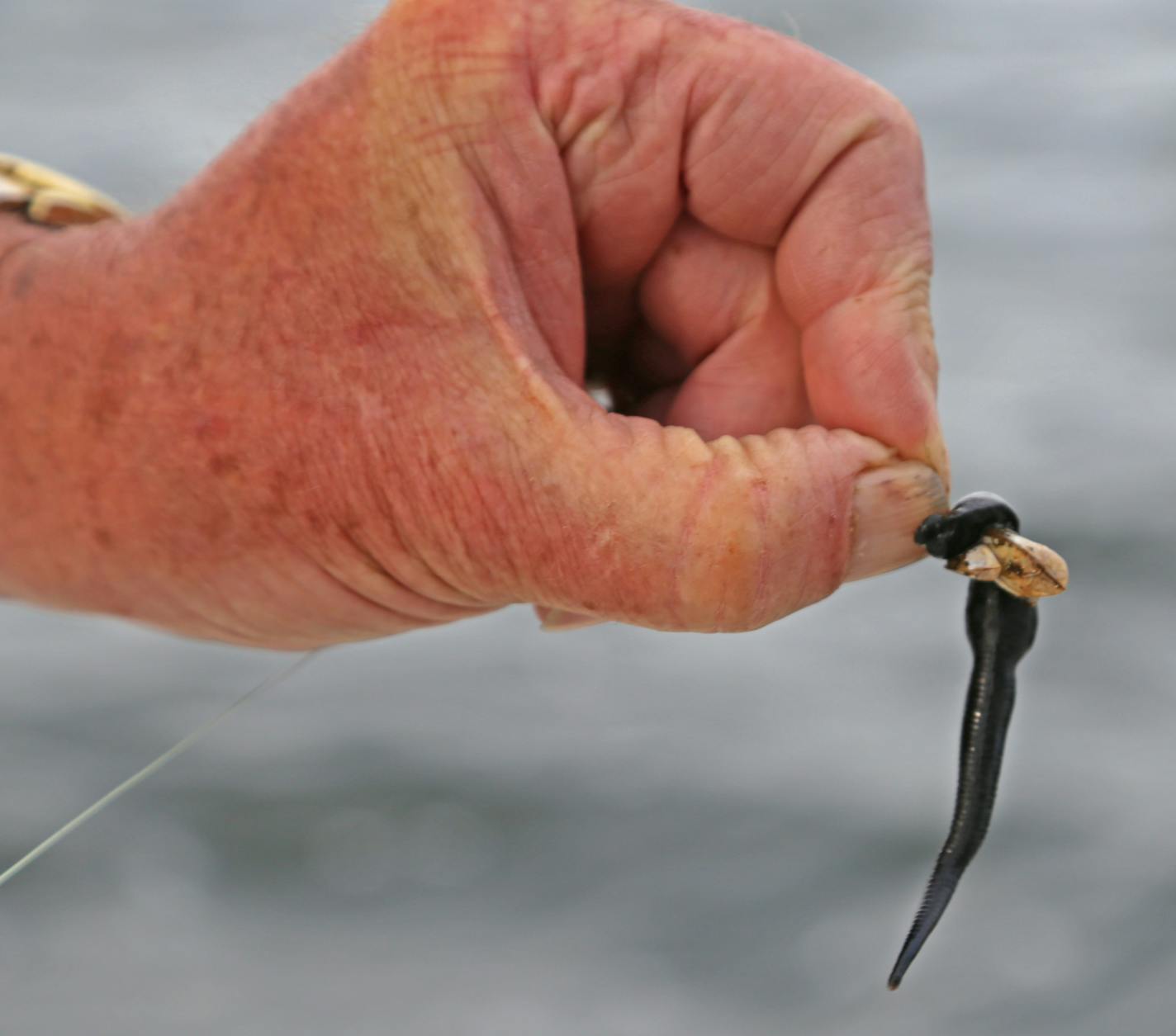 If walleye bait such as this leech is dragged on the bottom of Mille Lacs for more than a few minutes, one or multiple zebra mussels are likely to attach themselves to the bait and the hook.