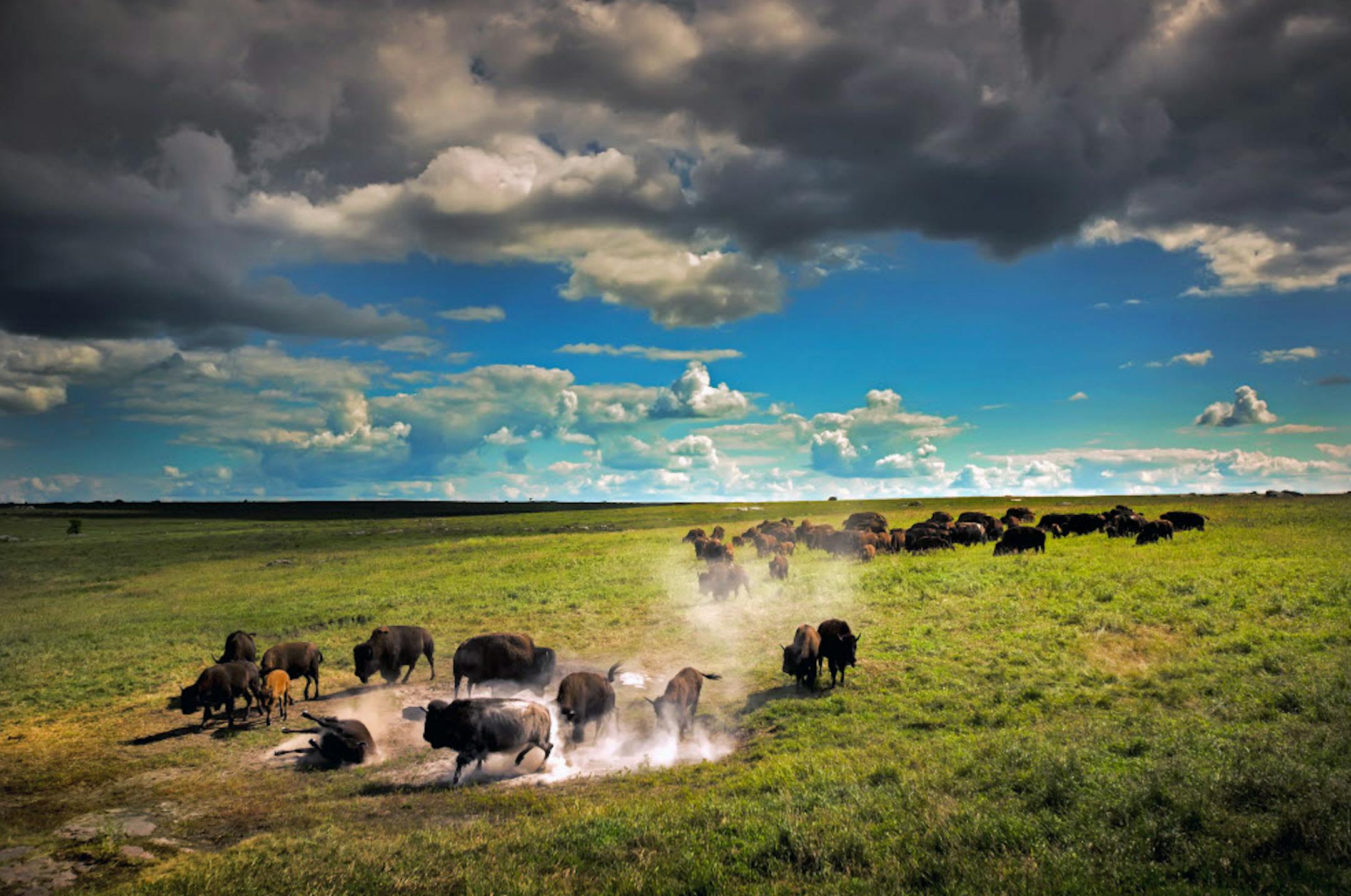 Most Minnesota prairies have been put under the plow, and lost forever. Here, bison at Blue Mounds State Park wallow in a dust bowl to keep cool and rid themselves of pesky bugs during the hot summer months. Are state official prepared to forestall still more environmental changes that threaten further losses of state grasslands in coming years? ORG XMIT: MIN1509232003080746