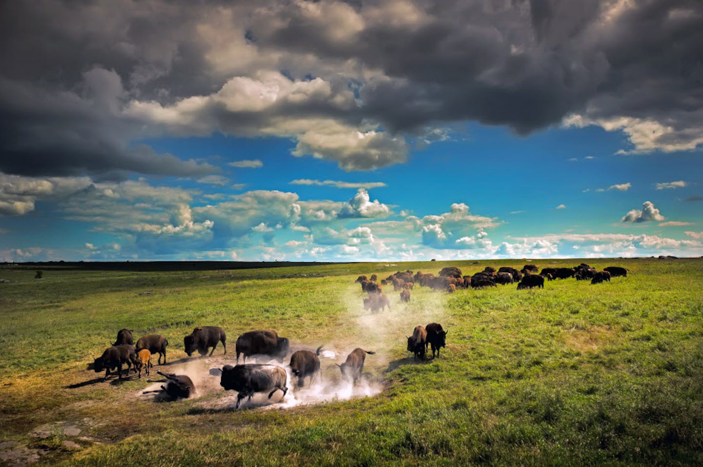 Most Minnesota prairies have been put under the plow, and lost forever. Here, bison at Blue Mounds State Park wallow in a dust bowl to keep cool and rid themselves of pesky bugs during the hot summer months. Are state official prepared to forestall still more environmental changes that threaten further losses of state grasslands in coming years? ORG XMIT: MIN1509232003080746