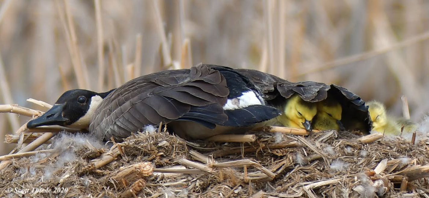 A Canada goose stretches out flat over a nest with three yellow goslings peeking out from under its tail feathers.