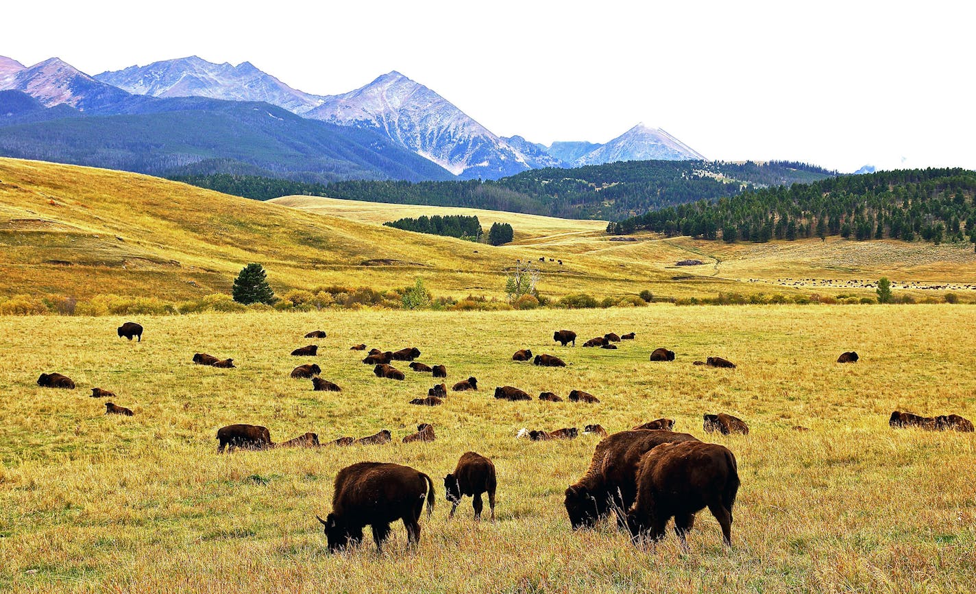 5675: On Ted Turner&#xed;s vast Flying D Ranch in Montana, bison graze much as they did before the arrival of European settlers.