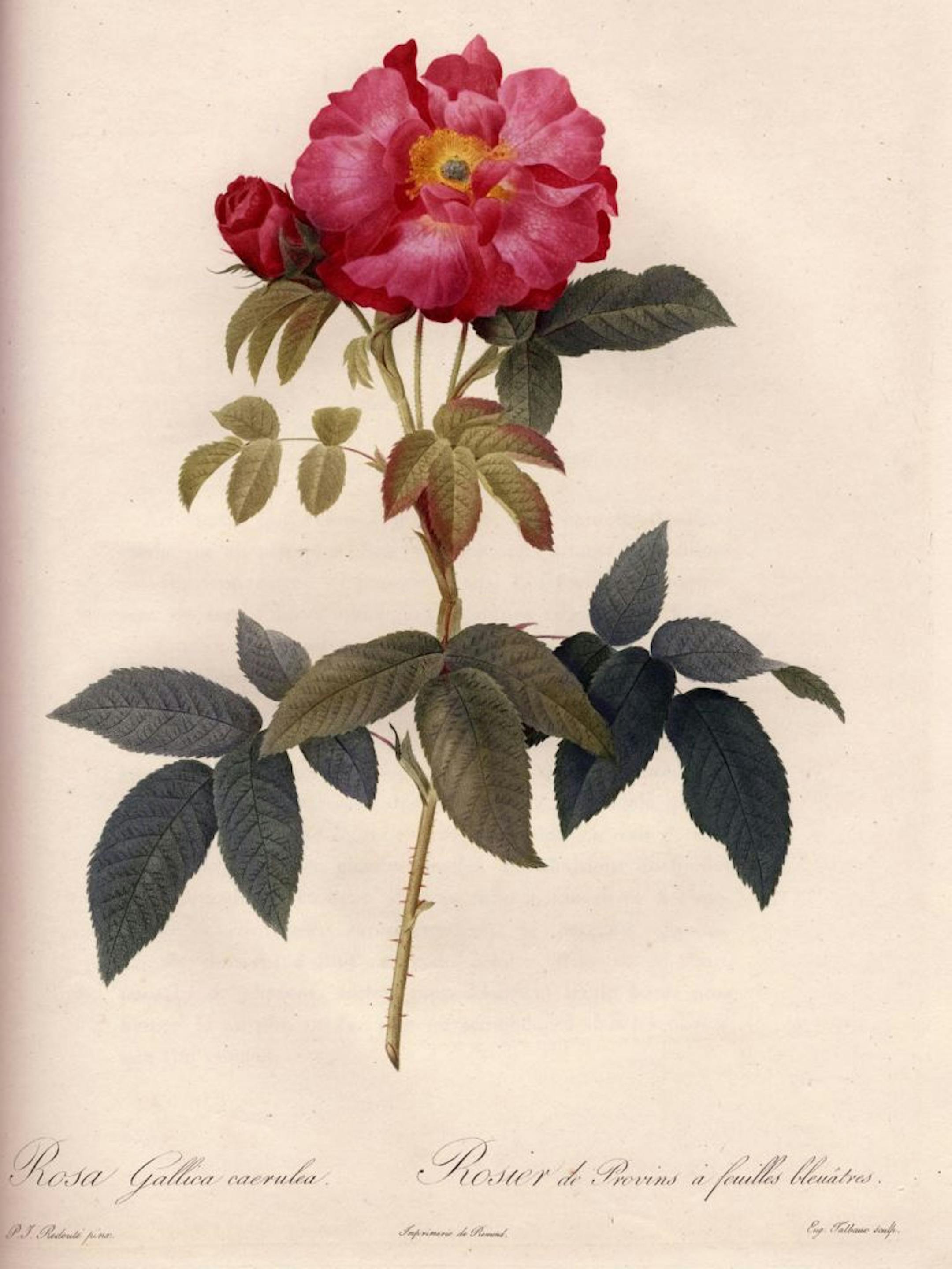 Botanical drawing of rose from book in the Andersen Horticultural Library collection at the Arboretum.