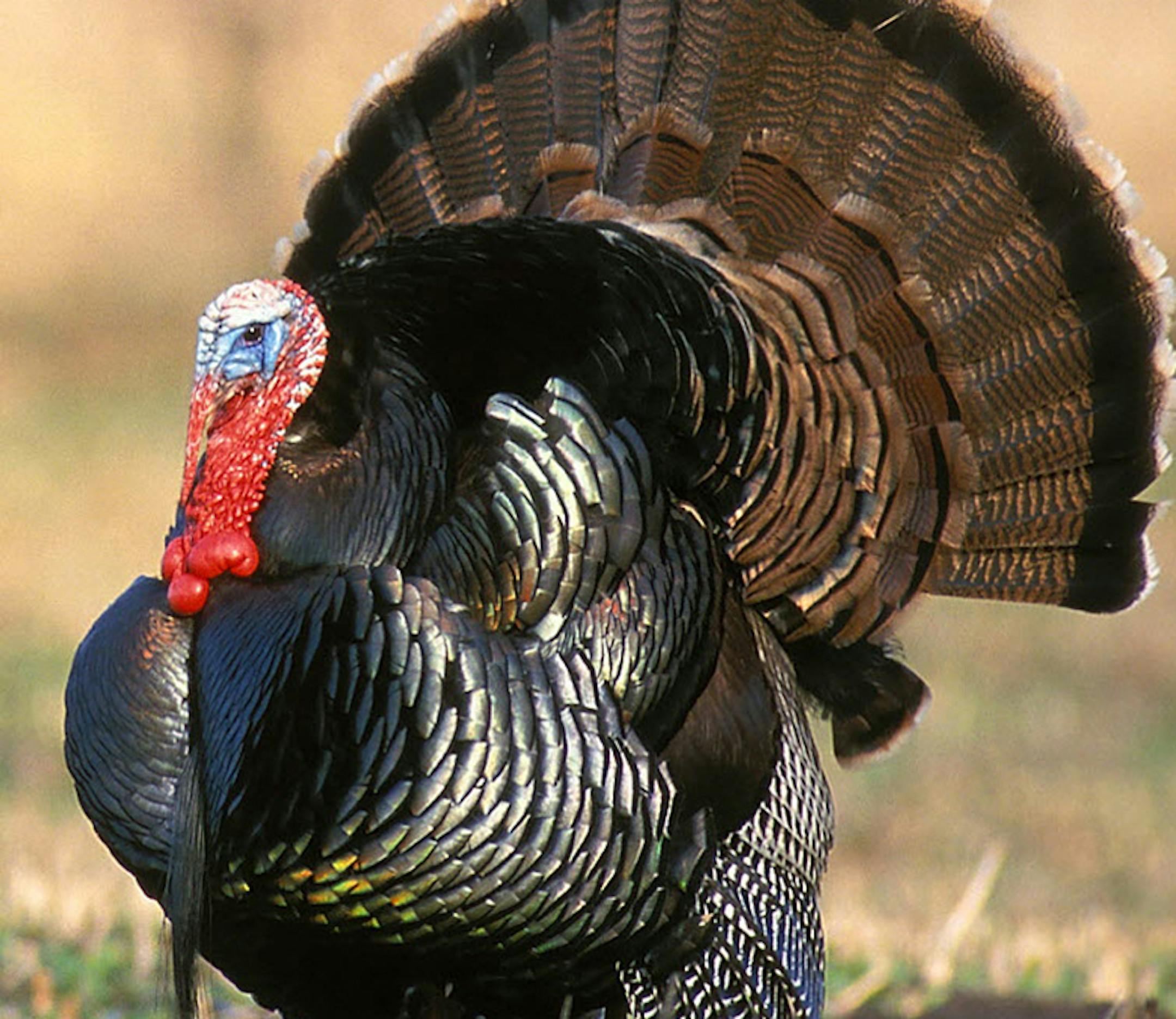 Joe Blake/National Wild Turkey Federation A tom turkey. ORG XMIT: MIN2013040915540959 ORG XMIT: MIN1311281706531296 ORG XMIT: MIN1404081121371555