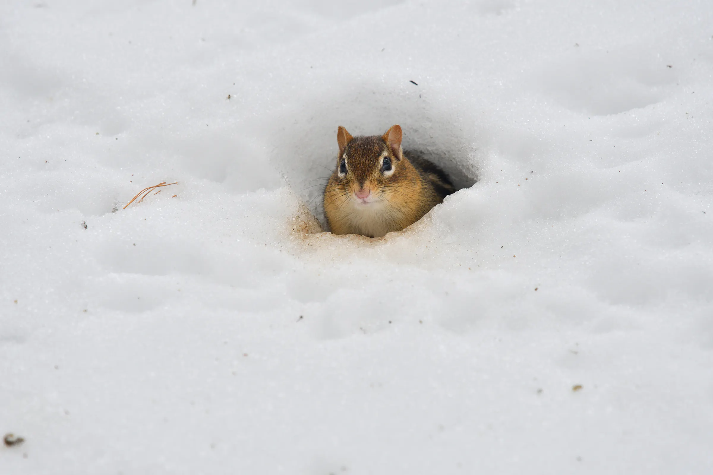 Naturalist has noted eastern chipmunk's winter appearance for 50 years