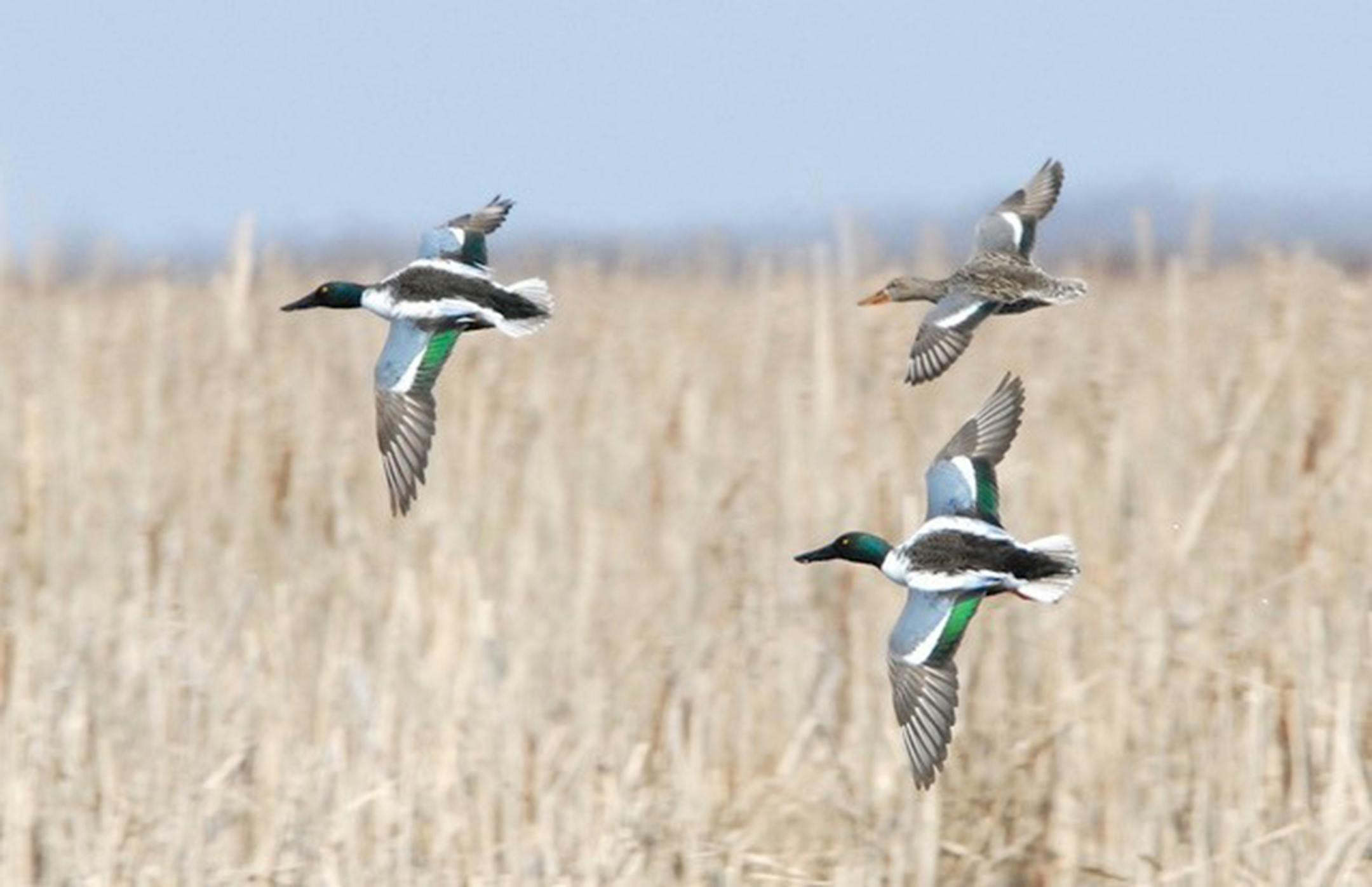 Shoveler ducks. Photo by Jim Williams