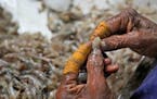 A worker peels shrimp in a tin-roofed processing shed in the hamlet of Tallarevu, in Kakinada district, in the Indian state of Andhra Pradesh, Sunday,