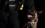 In this Jan. 6, 2018 file photo, St. Paul K-9 Gilly, a 5-year-old Belgian Malinois, sat for a portrait with his partner officer Colleen Rooney.