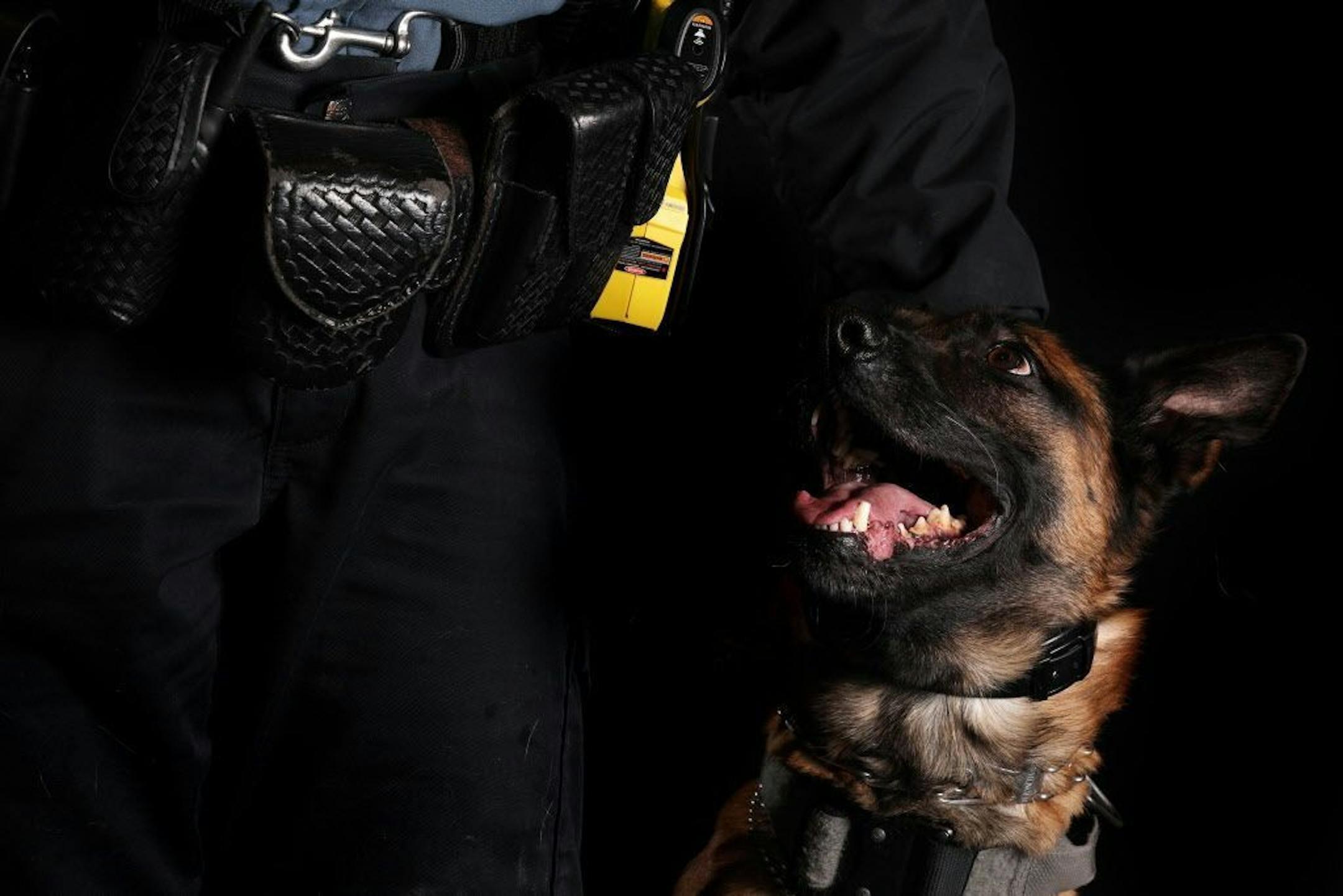 In this Jan. 6, 2018 file photo, St. Paul K-9 Gilly, a 5-year-old Belgian Malinois, sat for a portrait with his partner officer Colleen Rooney.