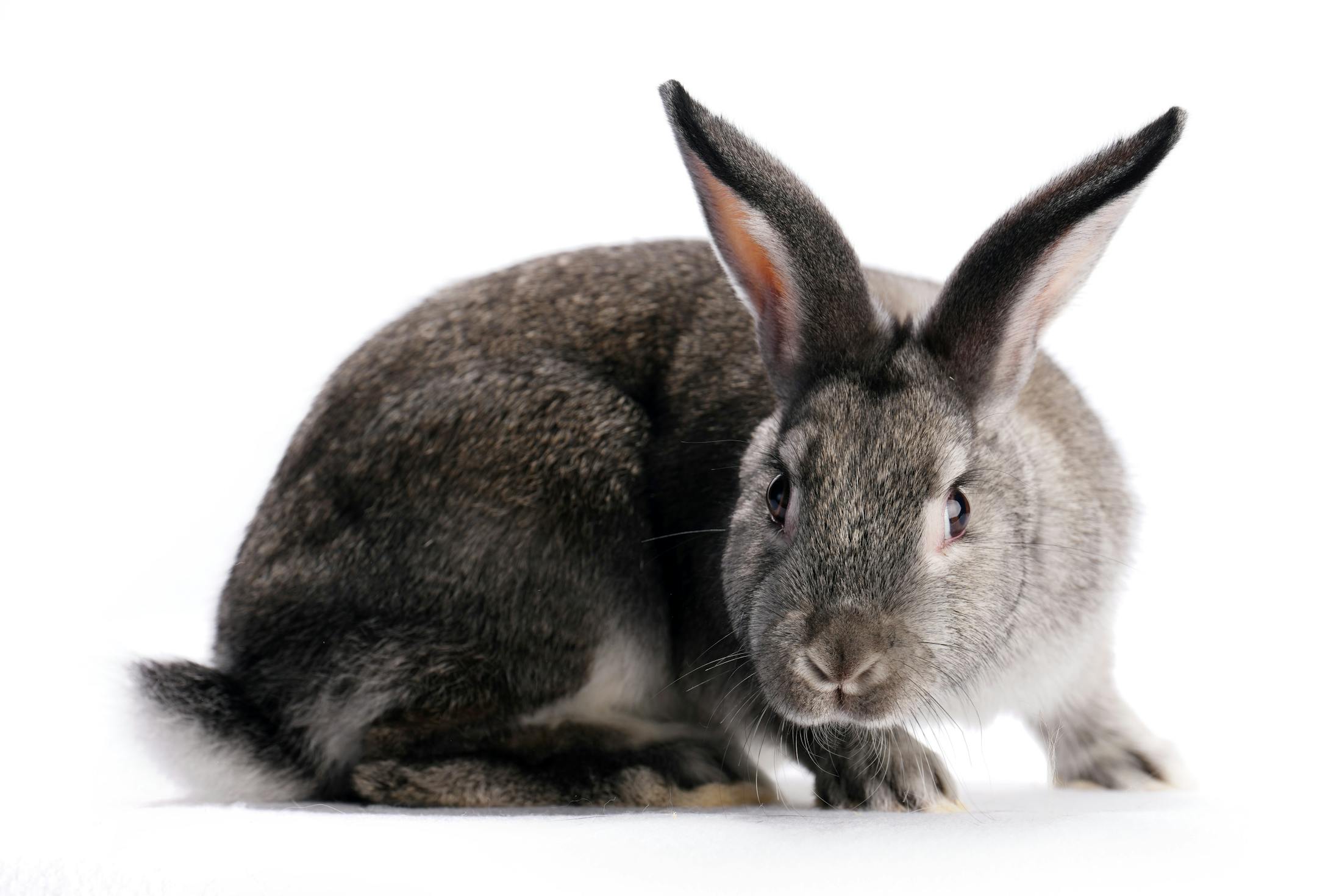 A mini satin rabbit shown by Doreen Bengtson of Lewiston, Minn.