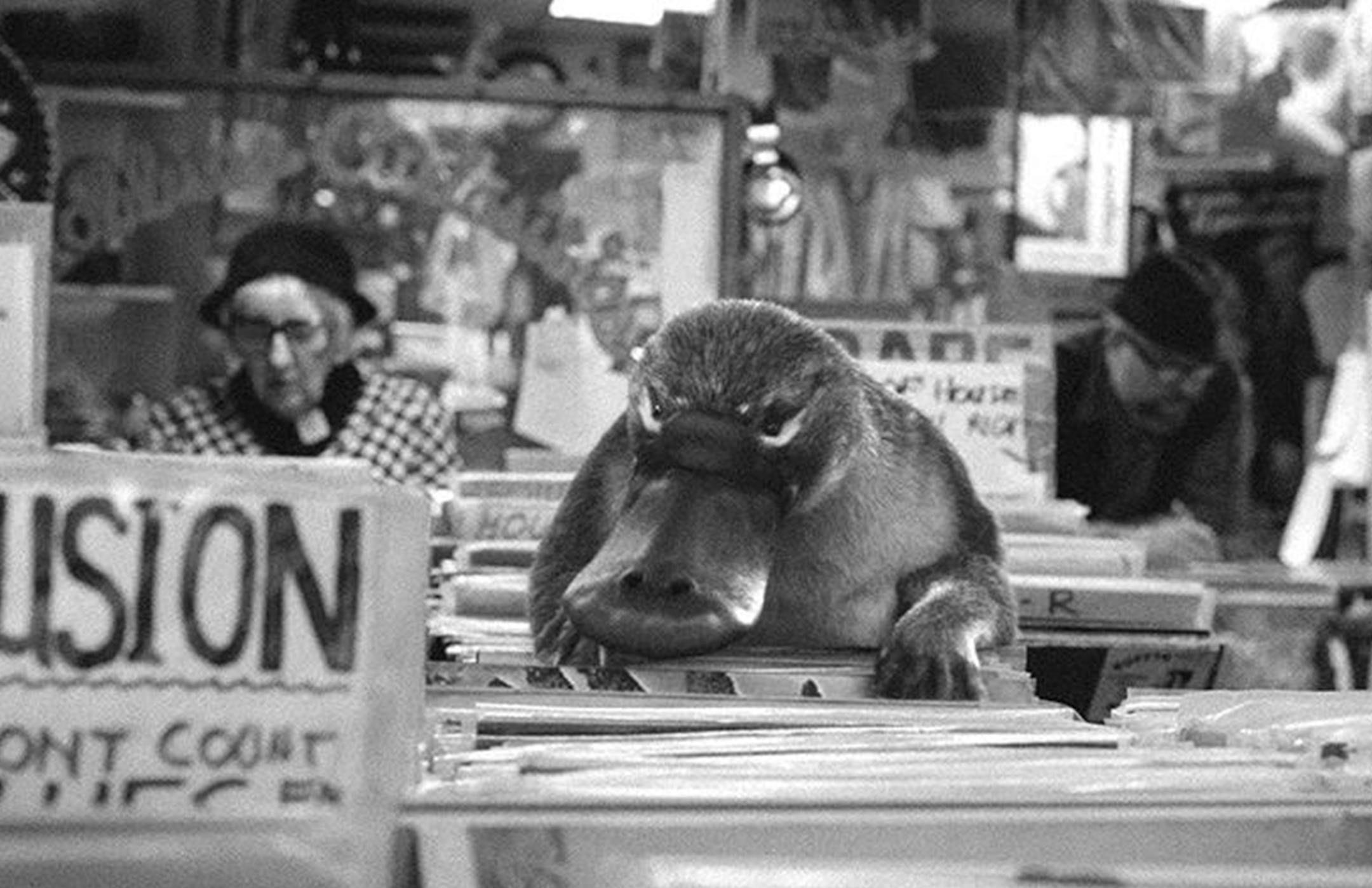 A record-collecting platypus. From an advertisement included in the 2014 British Arrow Awards.