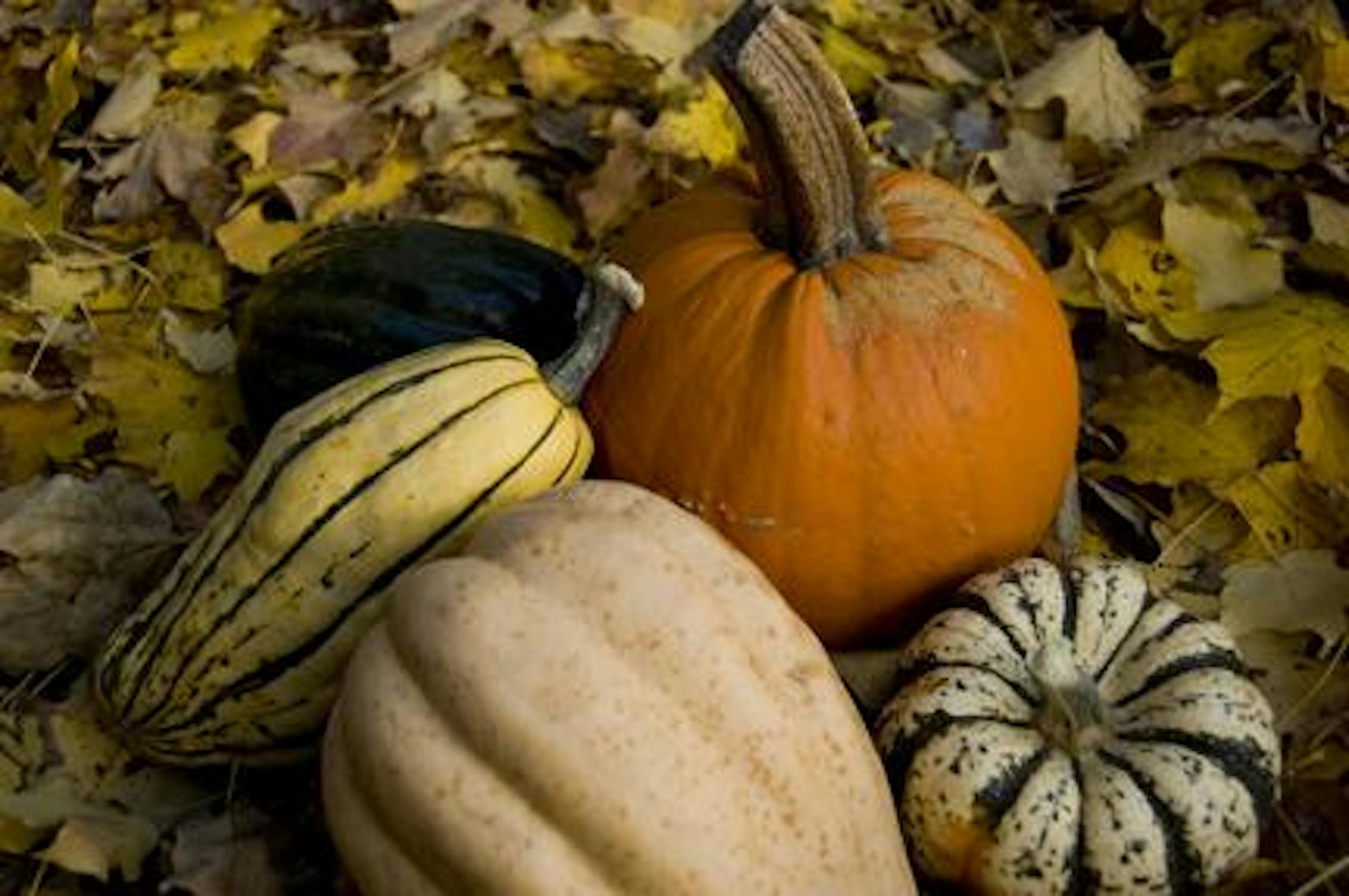Beautiful, delicious, (local!) organic winter squash and pumpkin.