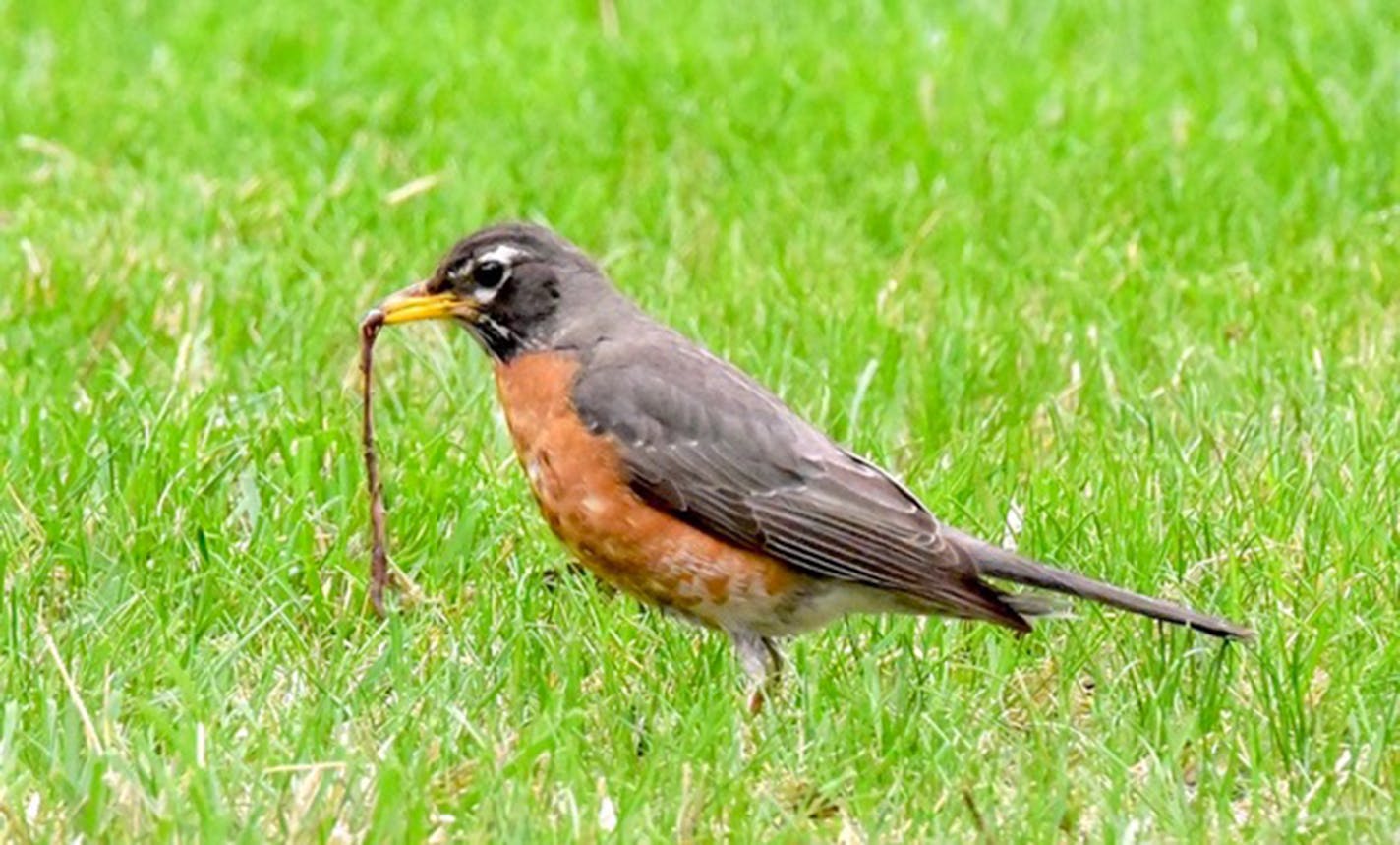 Robins' keen vision spots the worms.Jim Williams photo