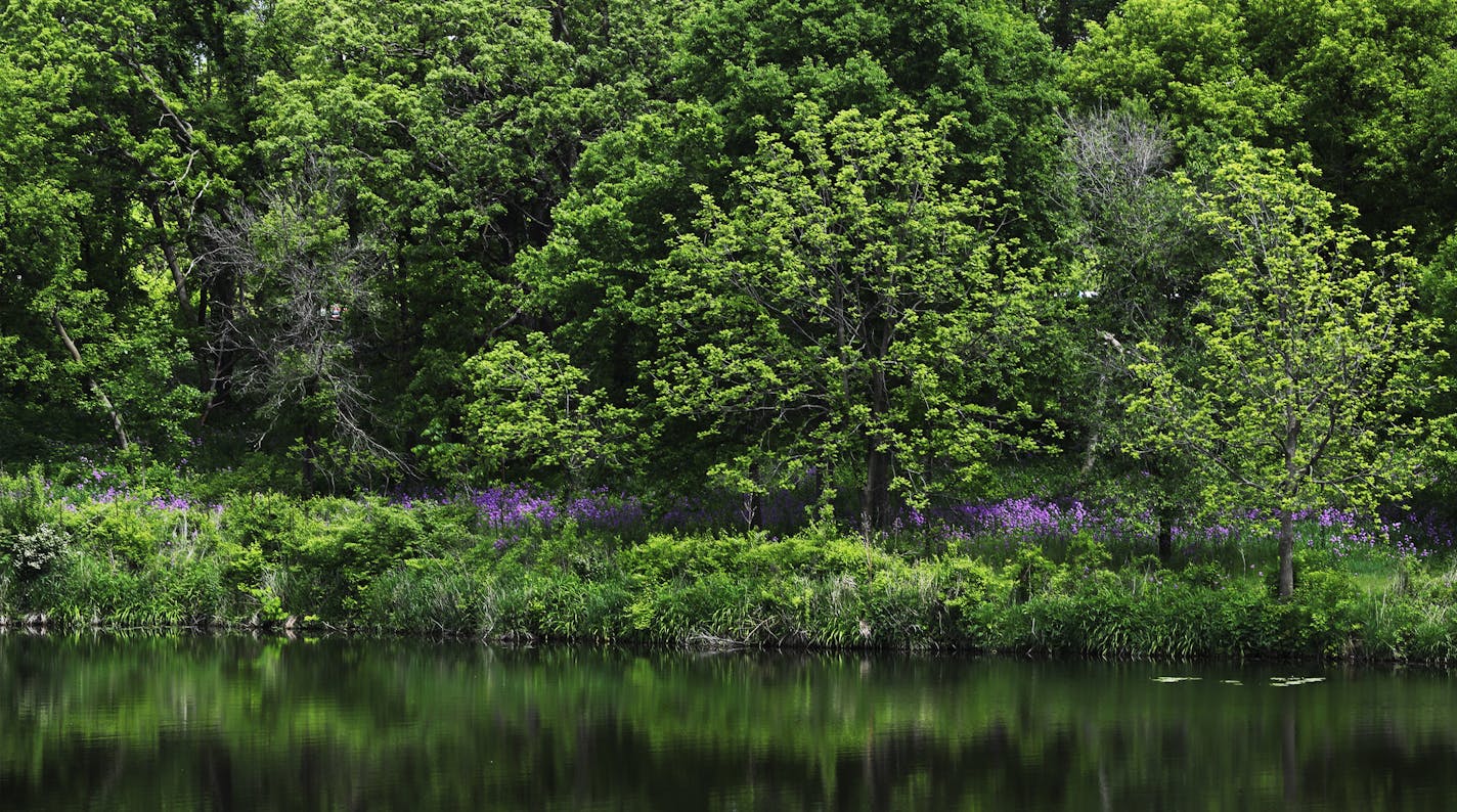 Carleton College&#x2019;s Cowling Arboretum, a bluebird sanctuary, winds along the Cannon River outside Northfield.