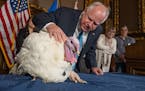 Gov Tim Walz checks out a turkey presented by the Minnesota Turkey Growers Association on Tuesday, Nov. 22, 2022 in St. Paul, Minn. The Minnesota Turk