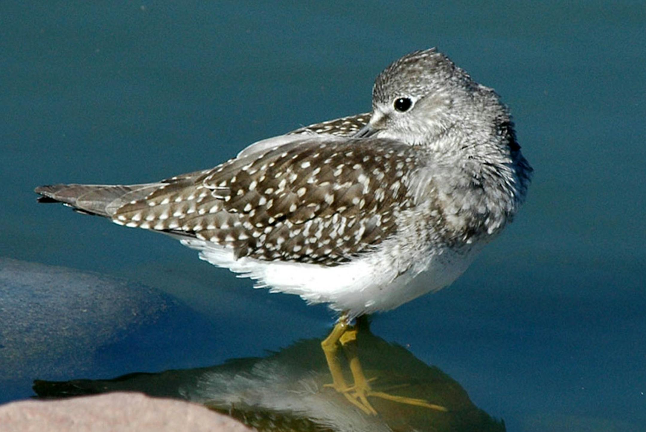 Lesser yellowlegs grooming
Photo by Jim Williams, special to the Star Tribune