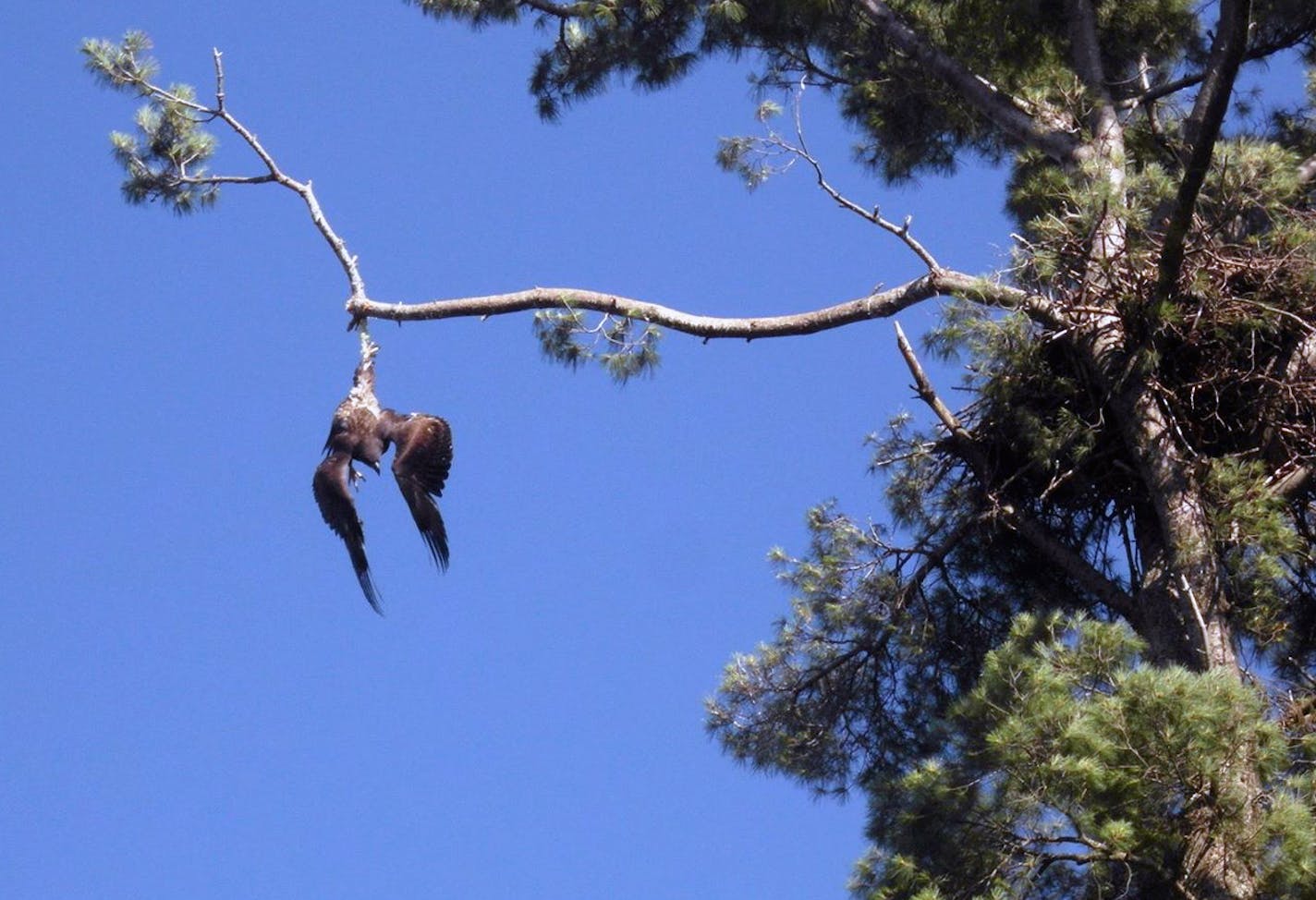 U.S. Army Veteran Jason Galvin raised his gun to rescue a flapping eagle entangled in a tree just a few days before Independence Day, according to a Facebook post from his wife. Jackie Gervais Galvin of Rush City, Minnesota. ORG XMIT: zTO0HGkbYM7d2wBqMbdi