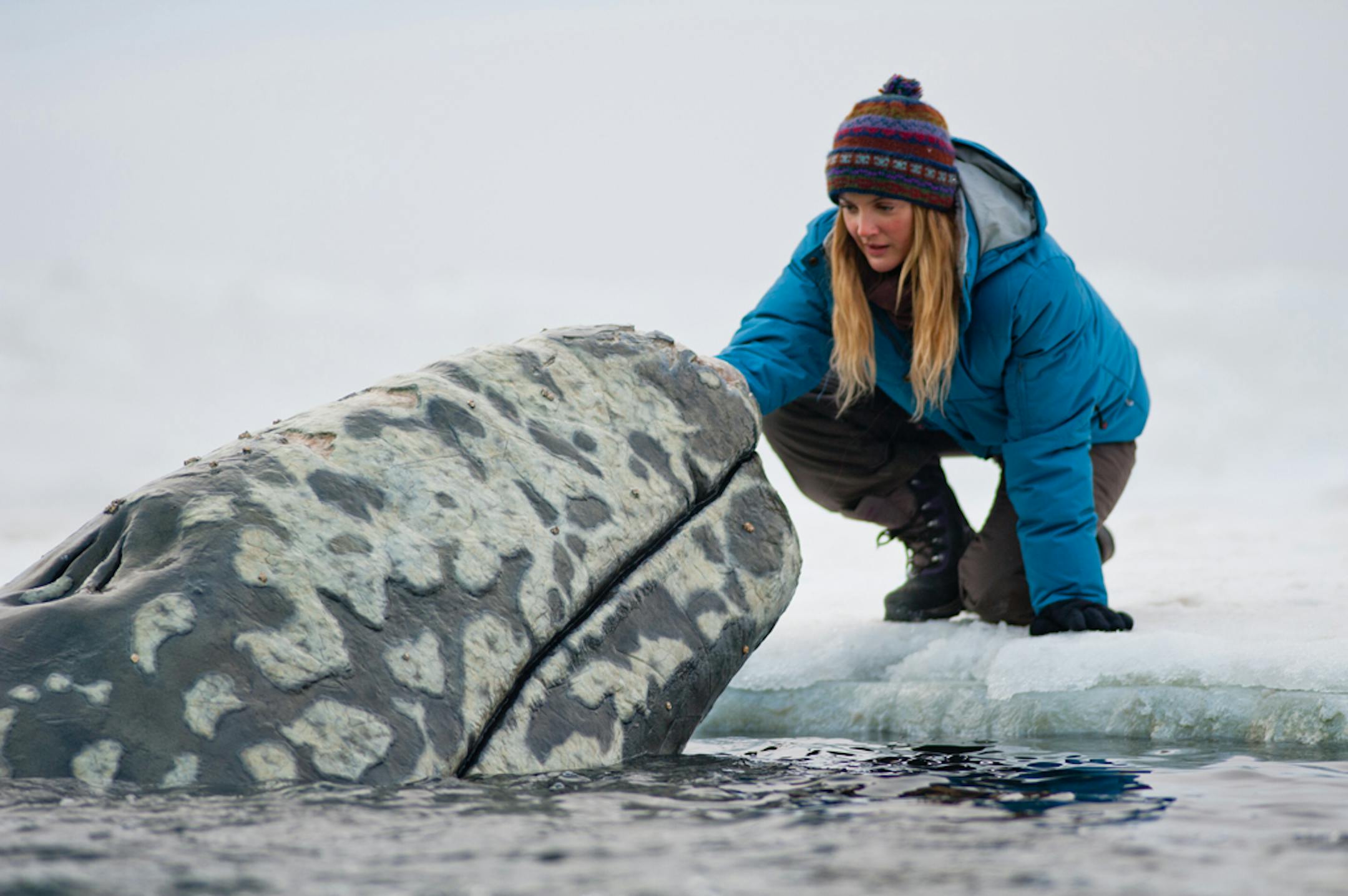 Drew Barrymore is shown in a scene from "Big Miracle."