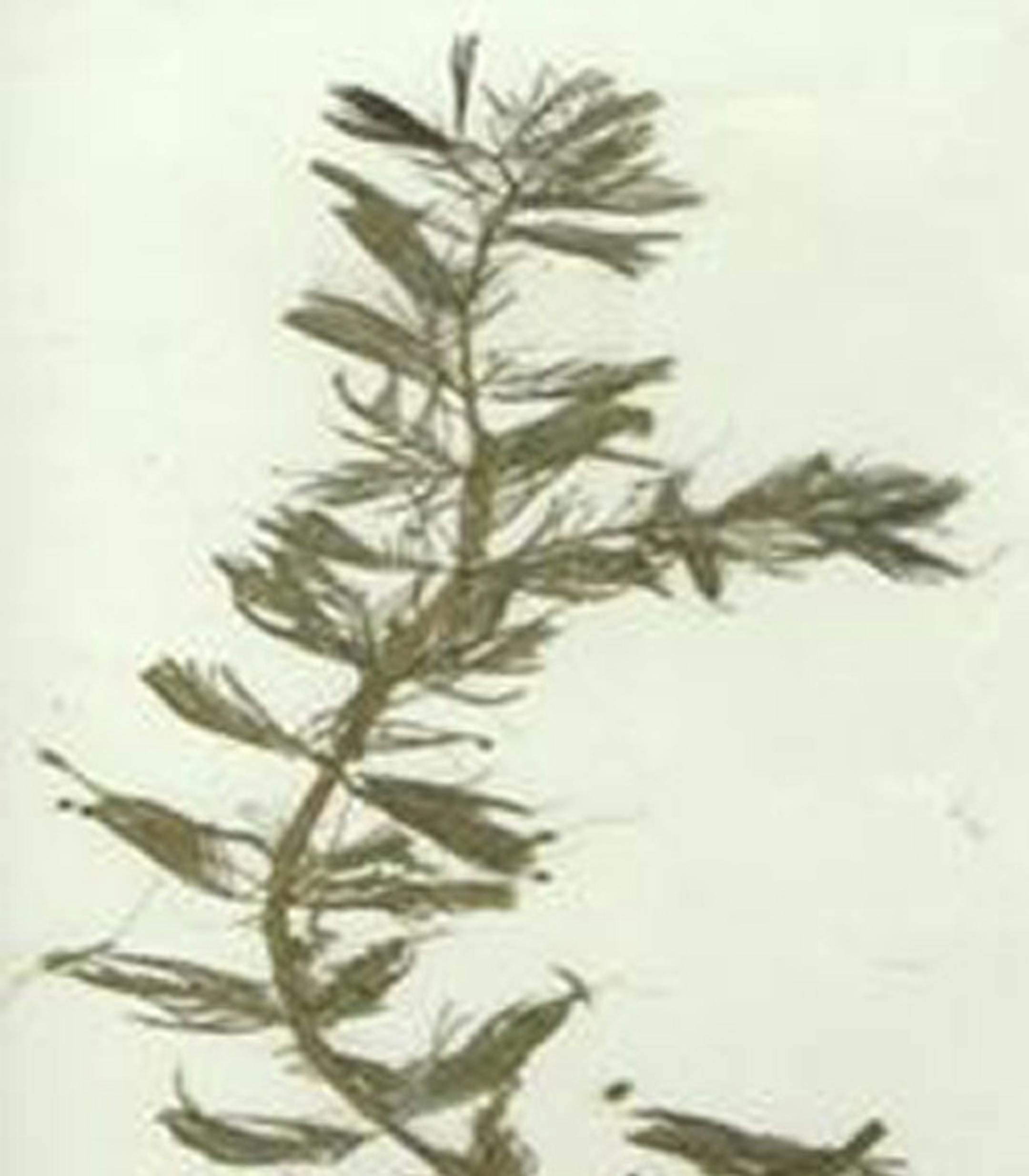 3drain0621 caption: Curly-leaf Pondweed