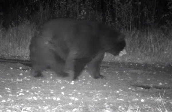 Trail cam captures 'fat' bear up North — and the imagination of viewers