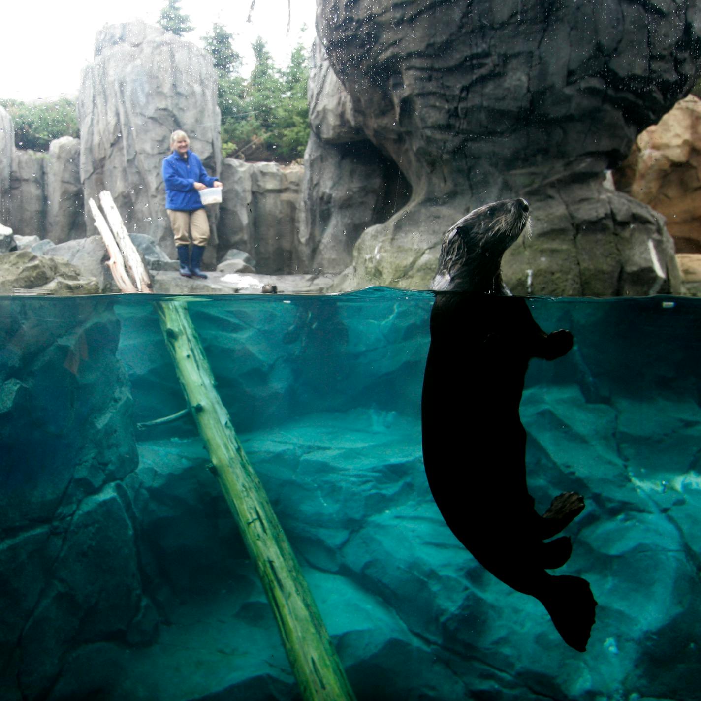 A resident of Sea Otter Cove at the Minnesota Zoo. Animals in the new exhibit were chosen in part for their playful charisma.