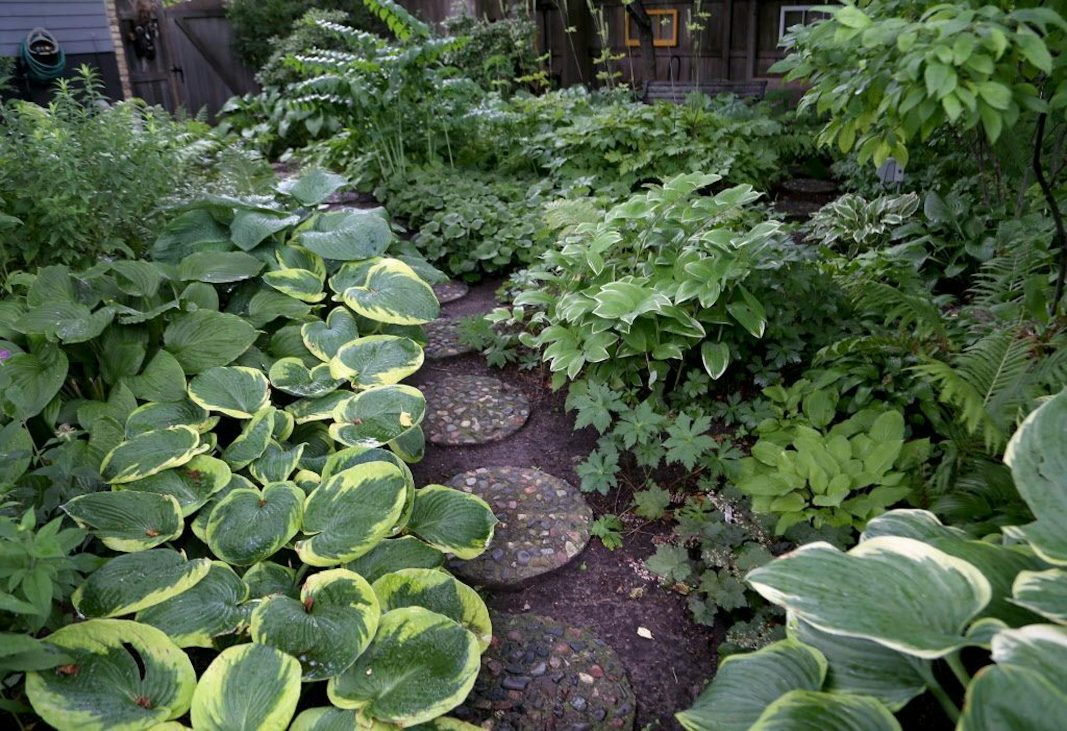 A stone paver pathway amid hostas.