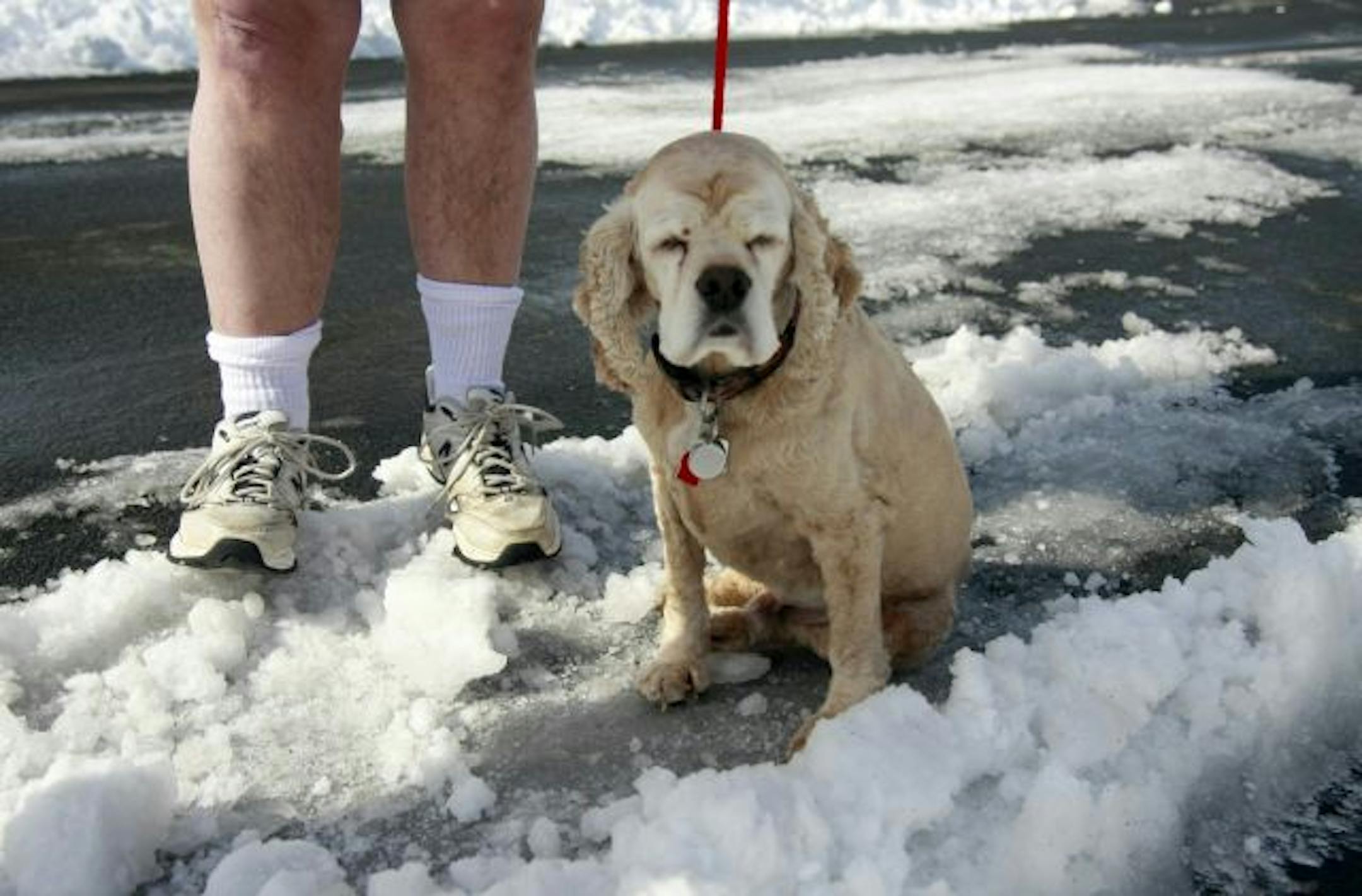Some dogs got fat over the winter because owners didn't want to take them out in the cold and snow.