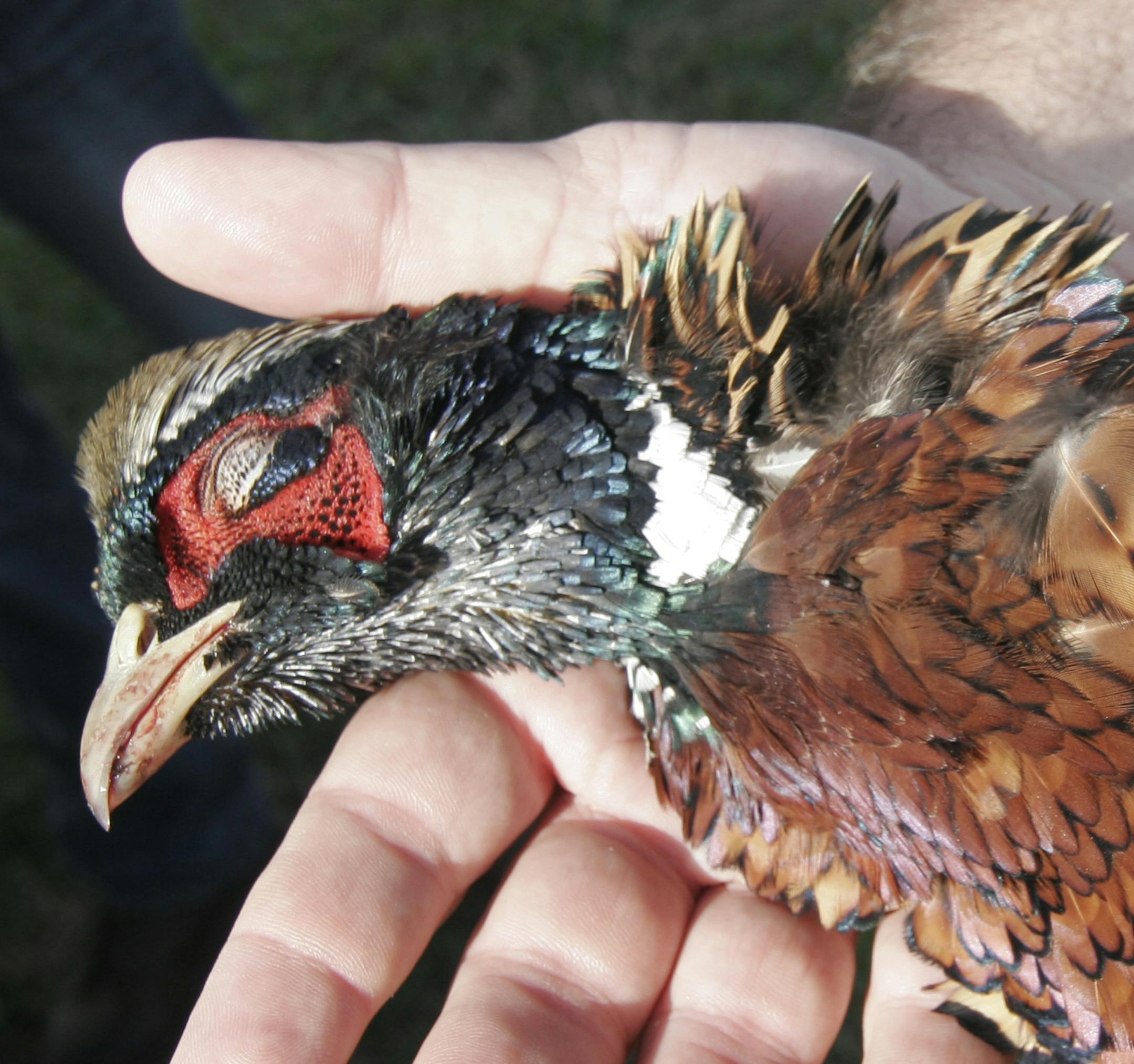Many birds seen Saturday were immature, including this rooster bagged near Madelia during the Governor's Pheasant Opener.