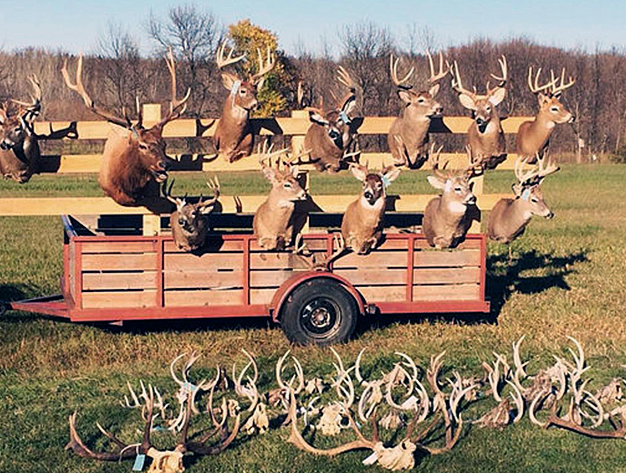 After years of investigation by conservation officials, four men have been charged for their roles in widespread illegal killing of trophy deer and other big game in western Minnesota. Some of the mounts seized in the extensive poaching case out of western Minnesota. (Provided by the Minnesota Department of Natural Resources)
