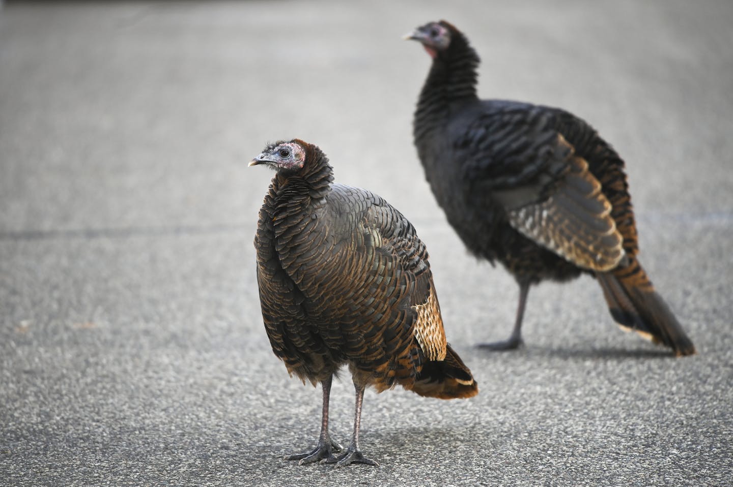 Two wild turkeys stood in place on Zephyr Place Thursday in Golden Valley. ] Aaron Lavinsky &#x2022; aaron.lavinsky@startribune.com A rafter of turkeys foraged for food along Golden Valley Road near Zephyr Place on Thursday, Nov. 28, 2019 in Golden Valley, Minn.