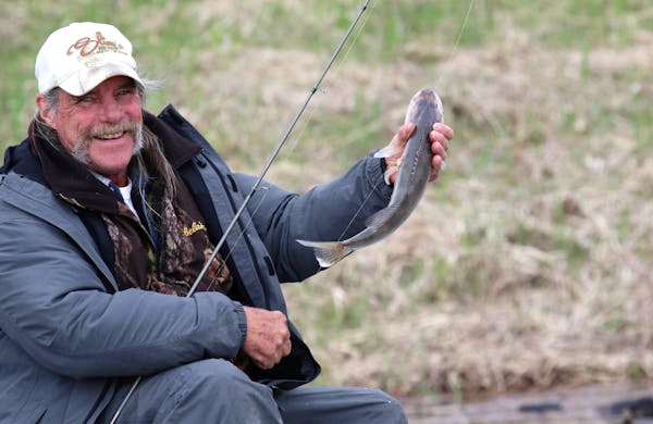 Terry Vollmer of Birchdale had his limit of walleyes and saugers by 11 a.m. on the fast-flowing Rainy River, near his home.