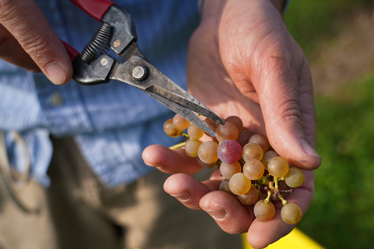 The U's new cold-hardy Itasca grape is poised to be a game-changer for Minnesota wines.