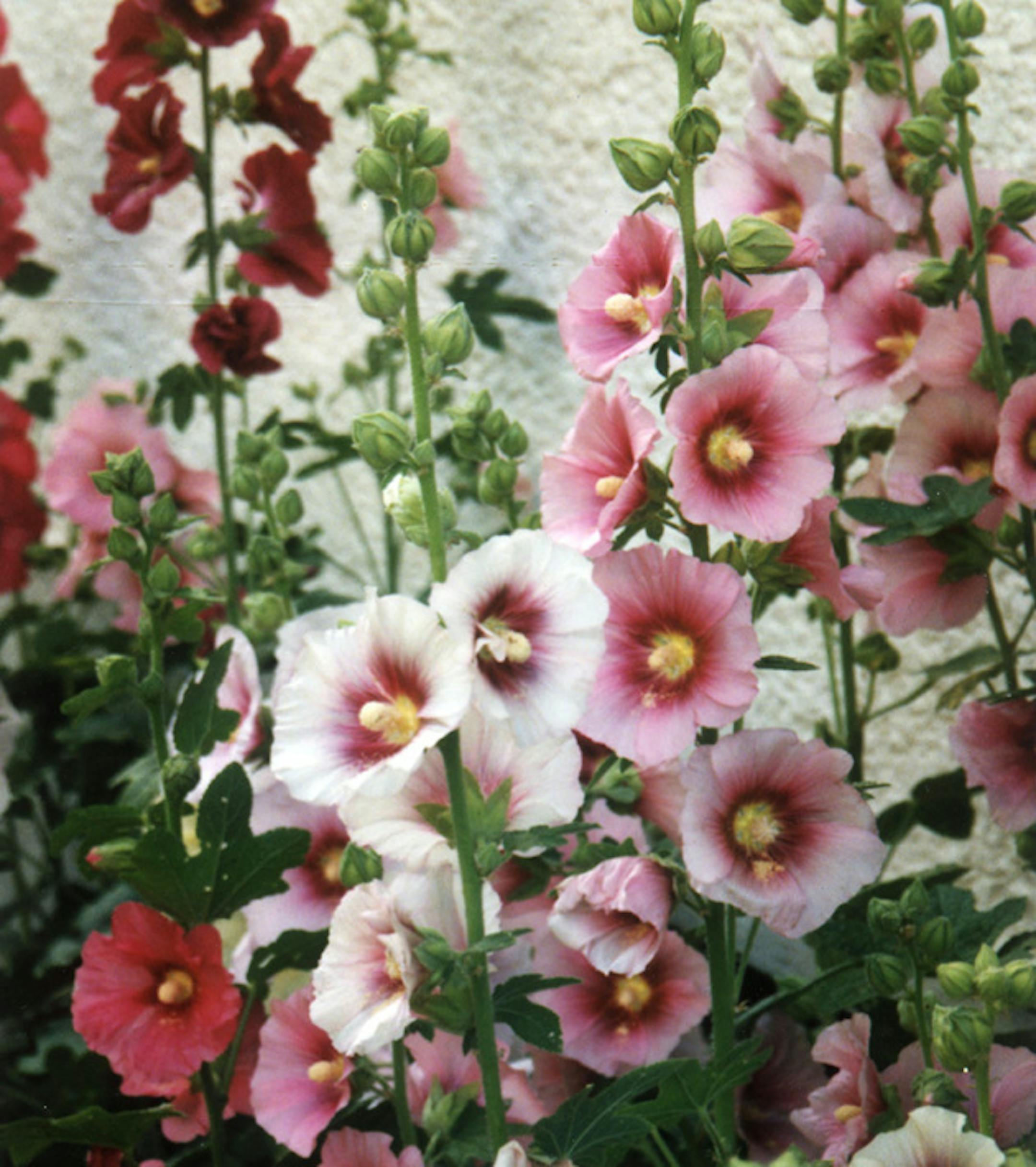 This is a picture of some Hollyhocks.