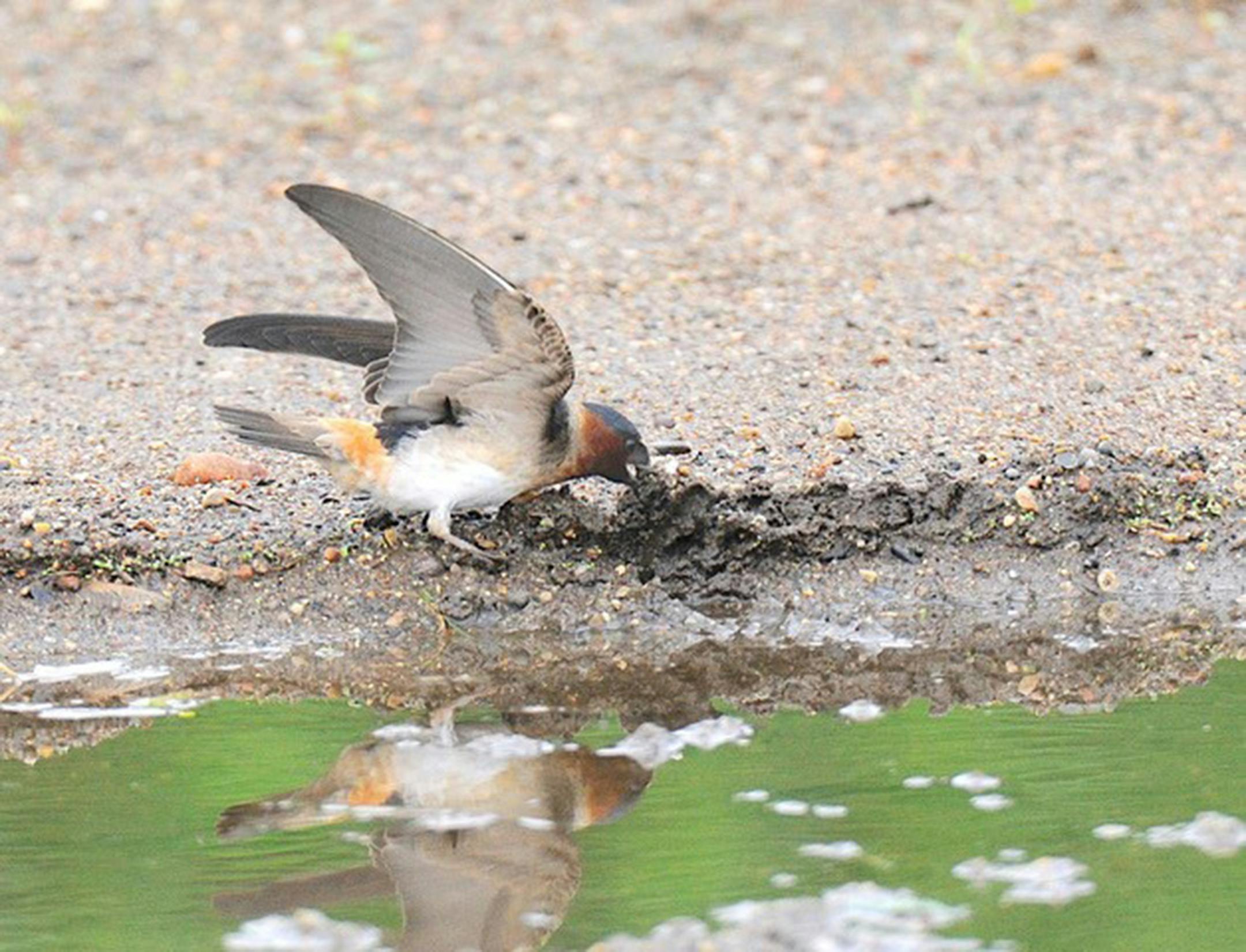 A cliff swallow finds mud next to some water.