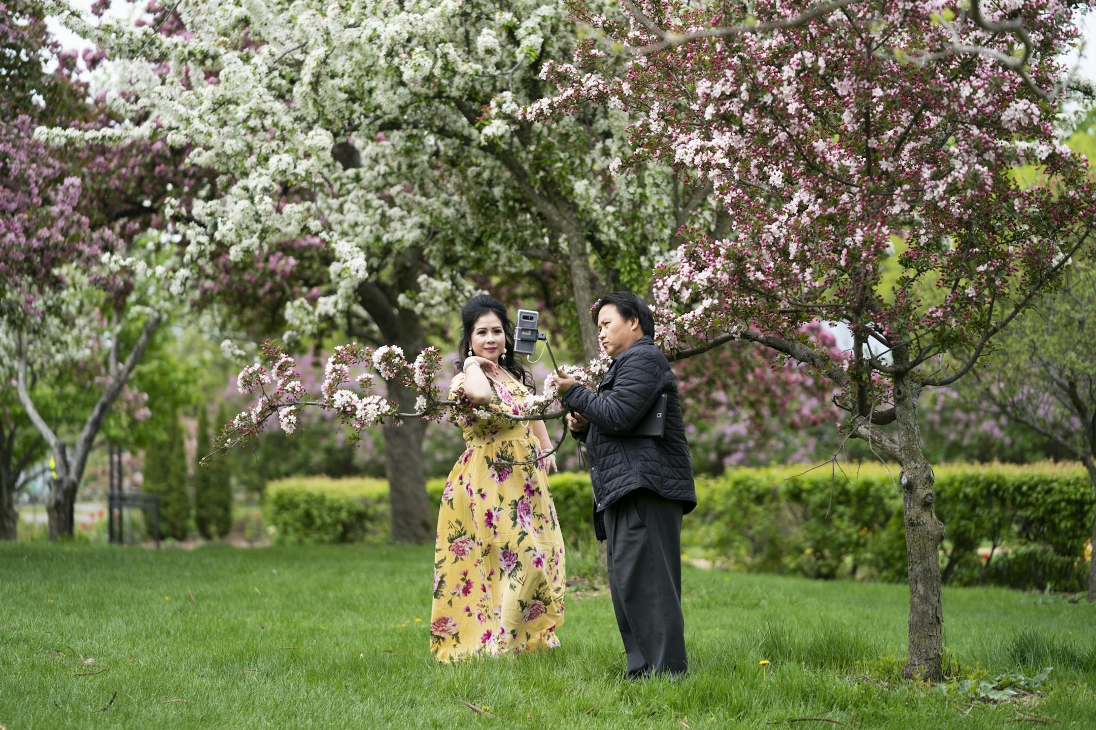 Yee Moua took a picture of his wife Va Vang with the cherry blossoms at Lake Harriet in Minneapolis, Minn., on Tuesday, May 21, 2019. The couple takes photos every spring at the same spot.