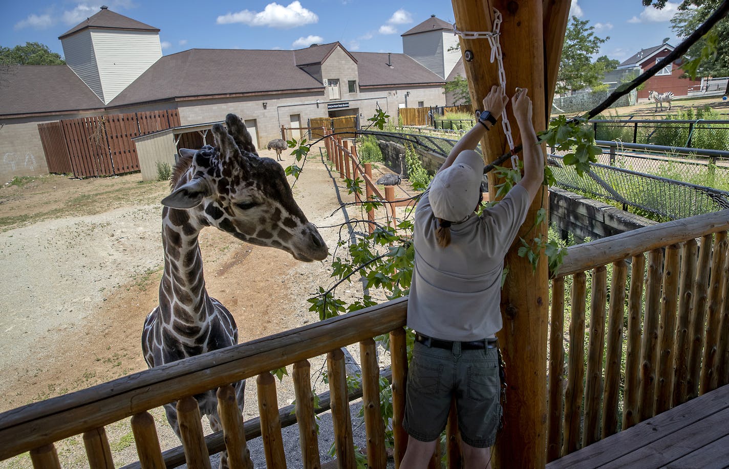 Before being filmed for an online class, "Skeeter" the zebra waited for food from Zookeeper Jill Erzar as he gets used to people in masks in his enclosure at Como Zoo, Friday, July 24, 2020. The Zoo will open July 29 with pandemic protocols in place, such as a one-way route, groups with reservations only. The Como Town theme park will also open. ] ELIZABETH FLORES • liz.flores@startribune.com