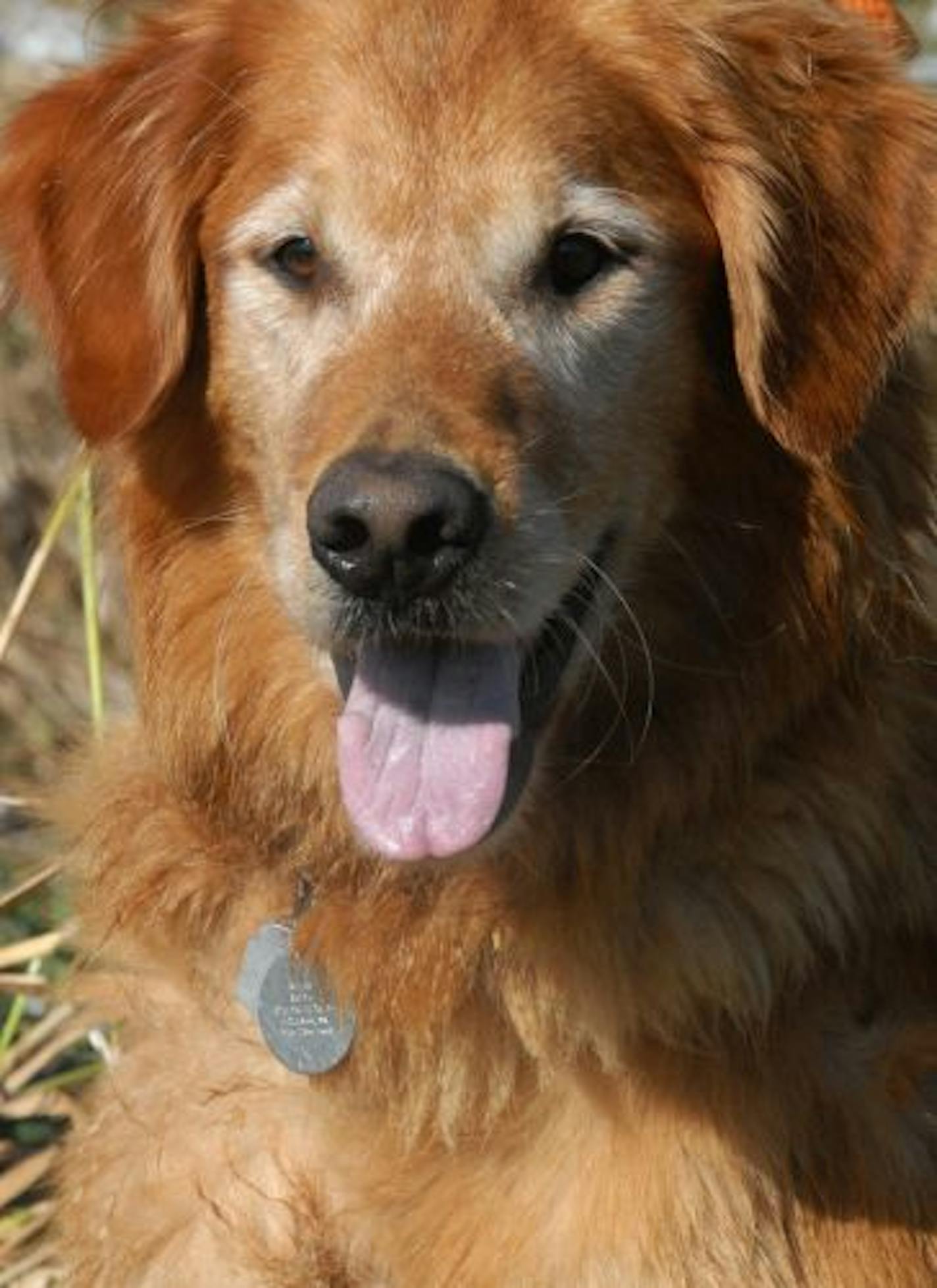 Rufus, owned by Will Smith of Willmar, was the only golden retriever working in Dennis Anderson's group on Saturday.