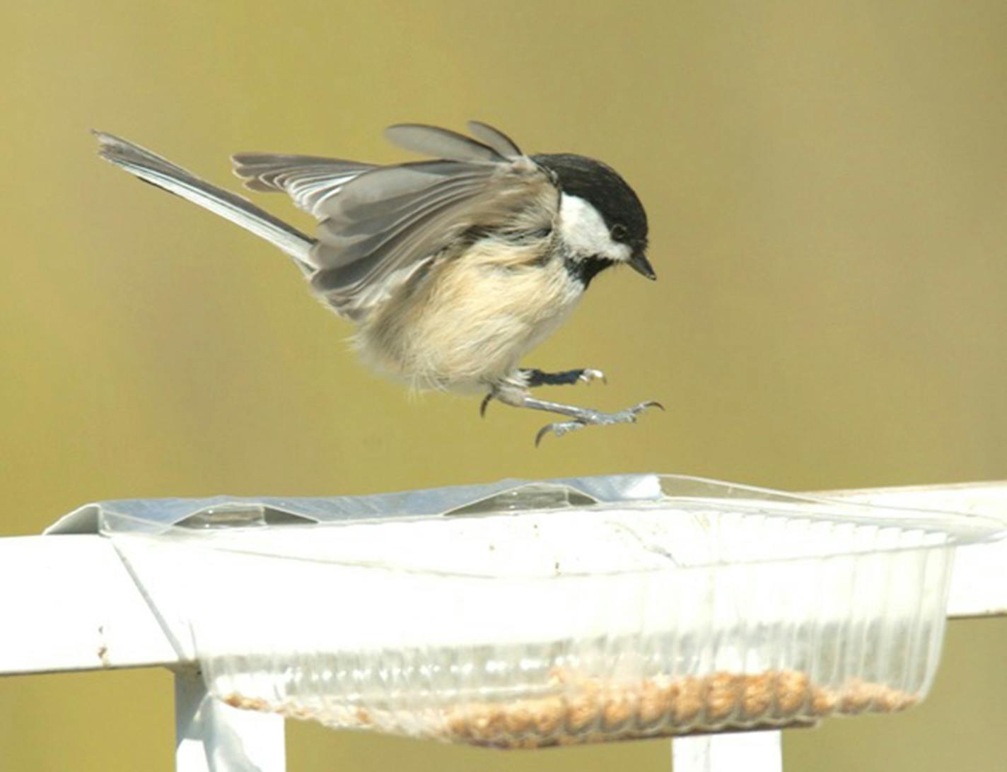 A chickadee with its wings spread comes in for a landing on a fence railing.