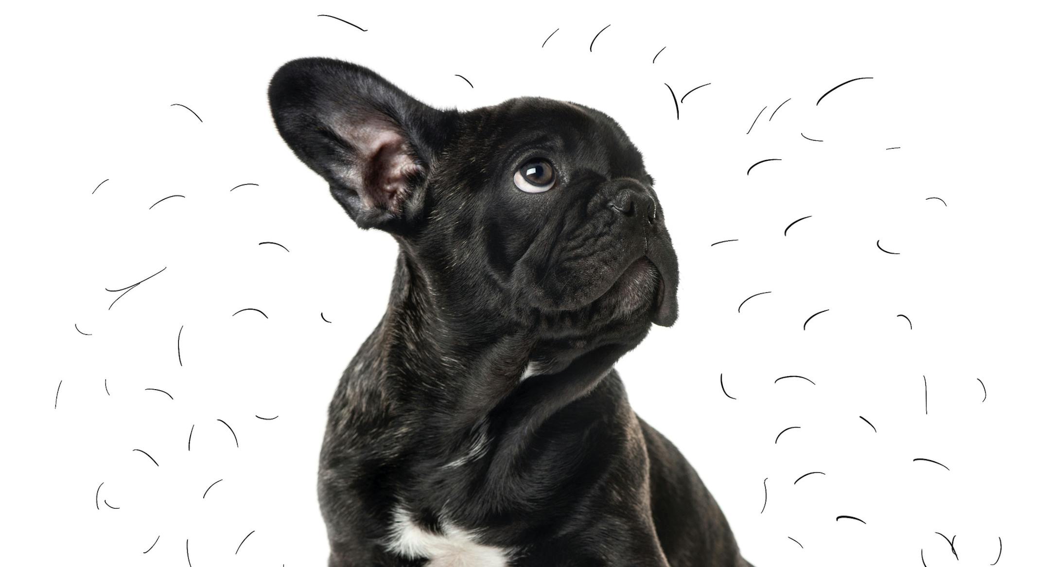 Living with shedding season