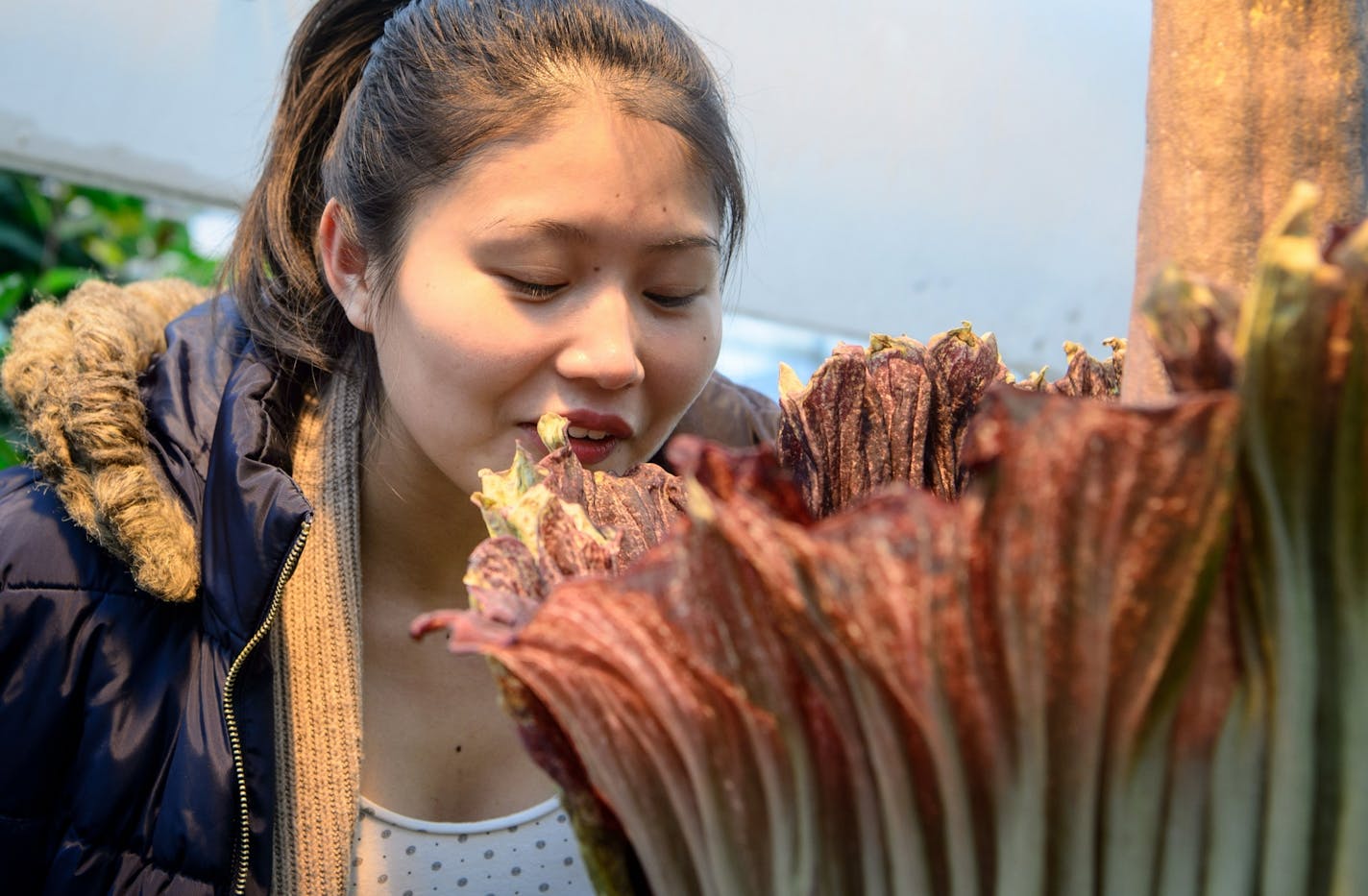 Nu Wang, a Ph.D. student at the U of M took a whiff of the corpse flower.