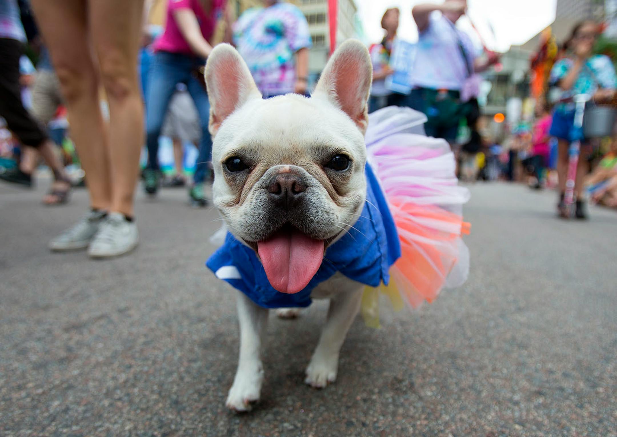 Dottie walks down Hennepin as a member of the pride parade on Sunday.