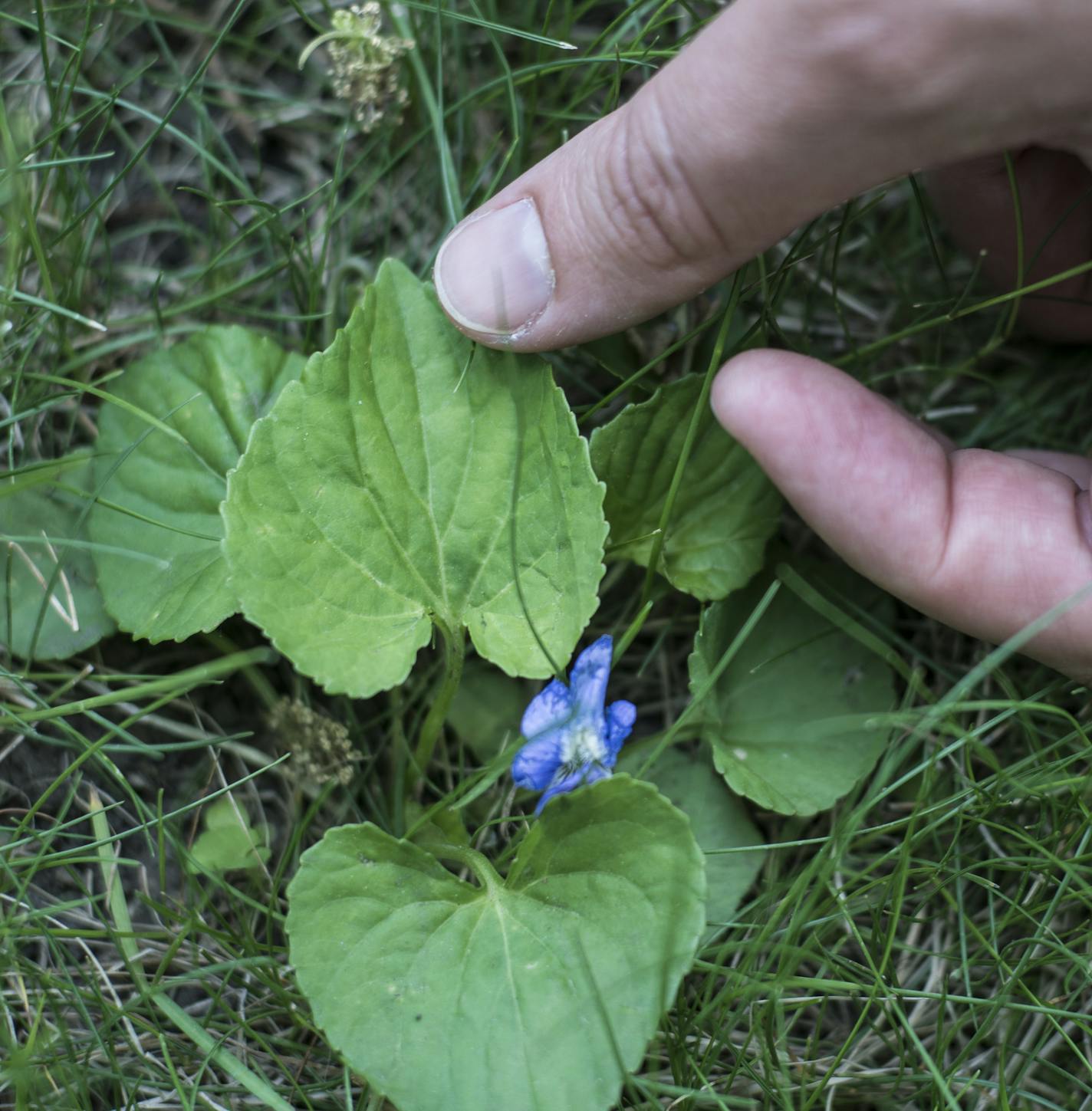 Common blue violent is an edible that pops up around Como Park. ]Maria Wasserle likes to teach common edibles that are around us even in our urban environment.Richard Tsong-Taatarii&#xef;rtsong-taatarii@startribune.com